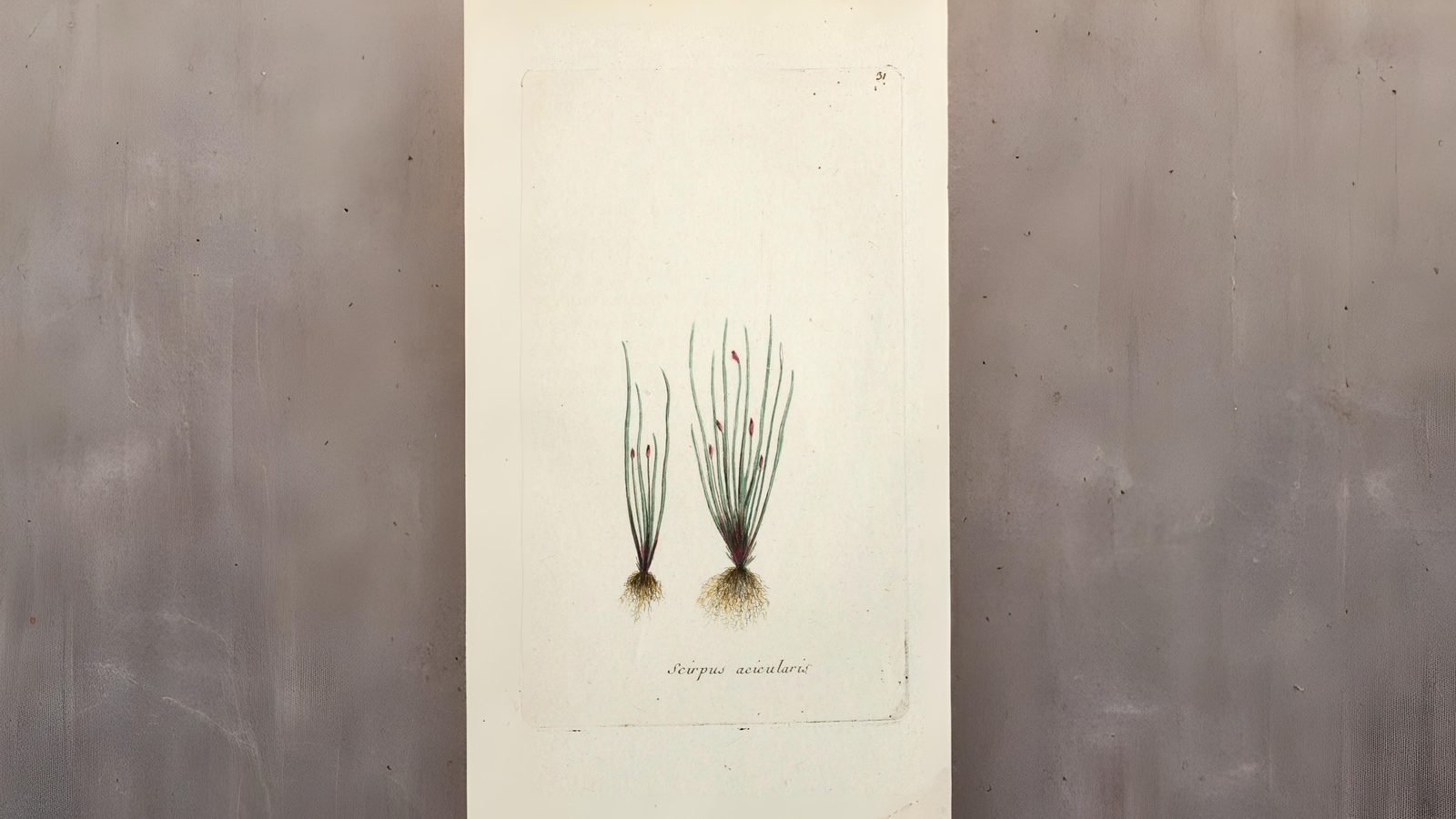 07-Aug Whispering Blades: The Secret World of Grasses & Sedges Section Image