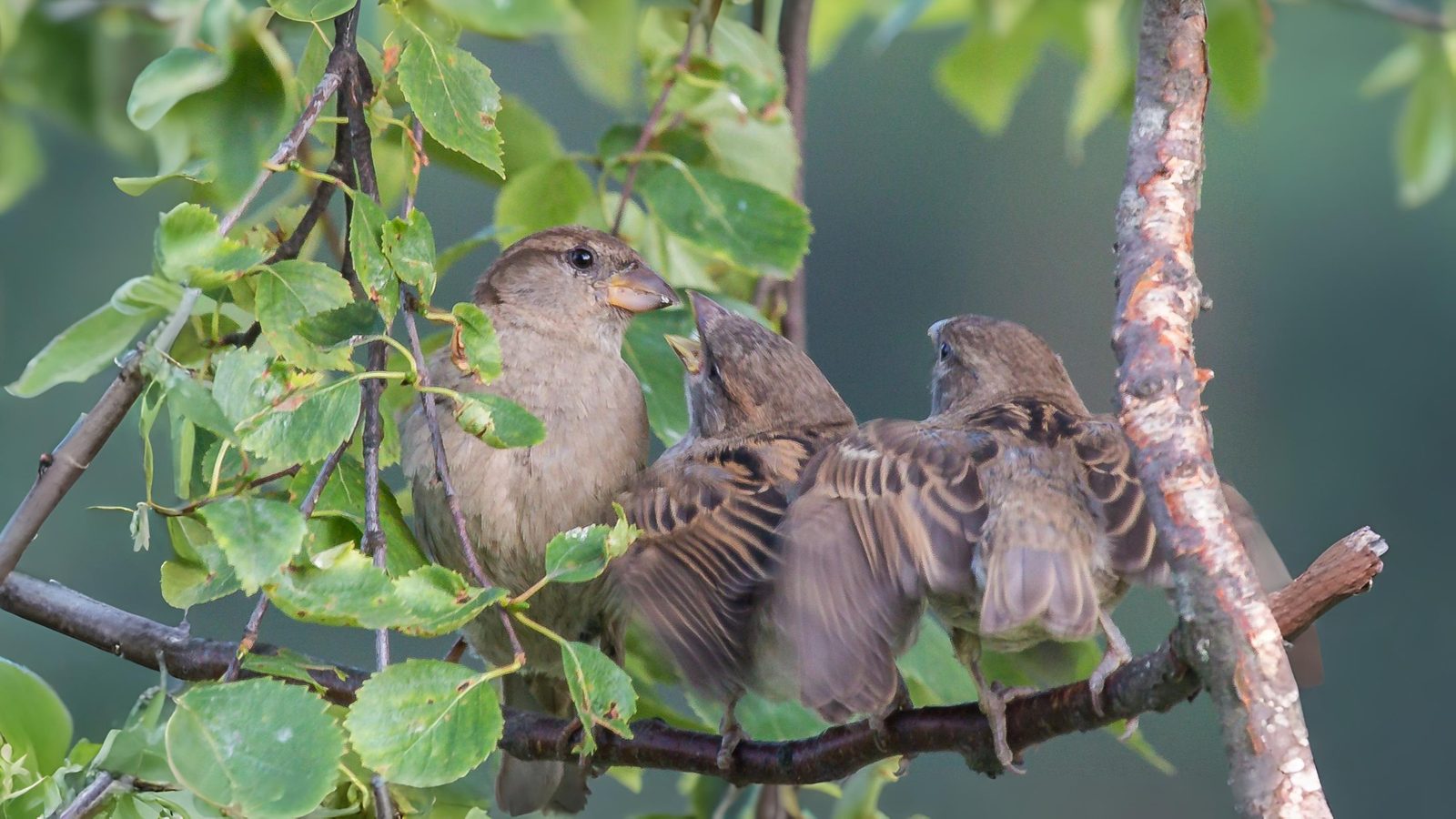 10-Aug August's Fledgling Parade Section Image