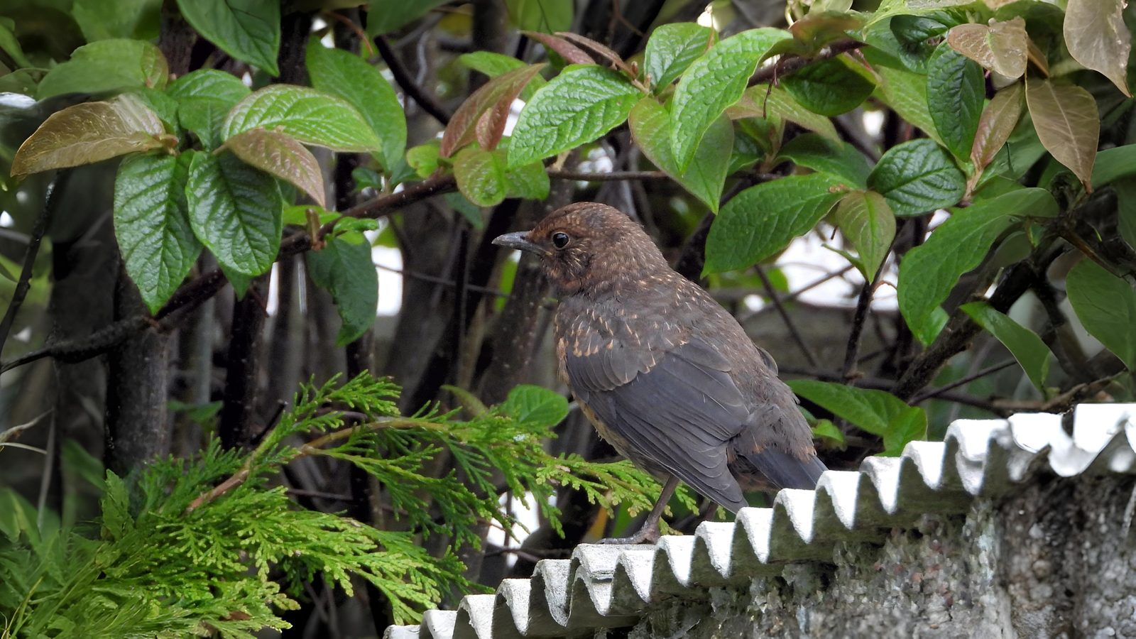 10-Aug August's Fledgling Parade Section Image