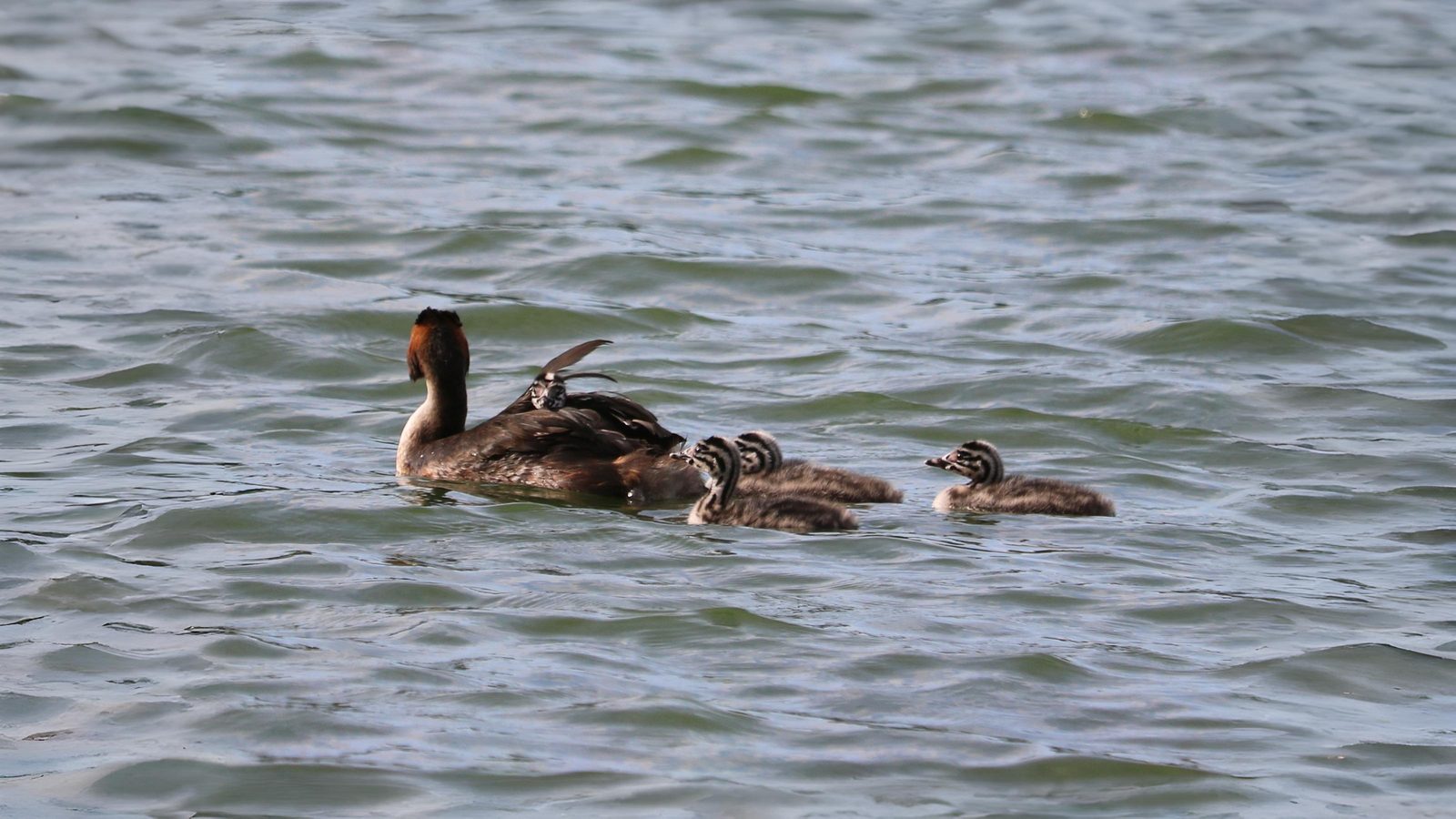 10-Aug August's Fledgling Parade Section Image