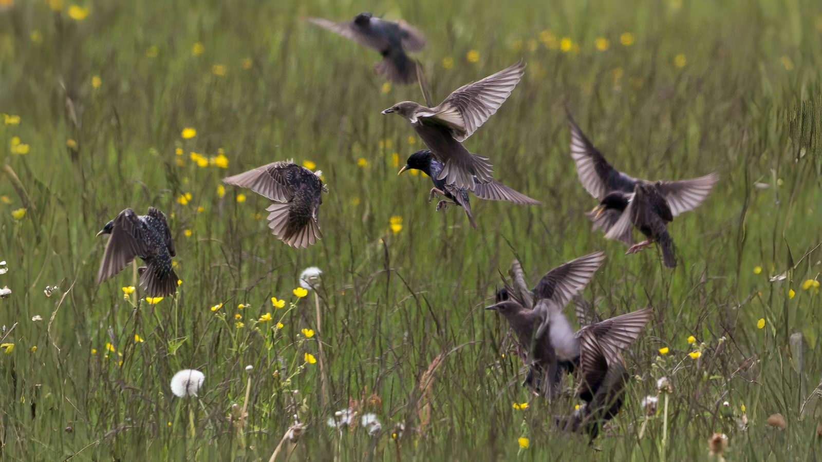 11-Aug Feathers and Flocks Section Image
