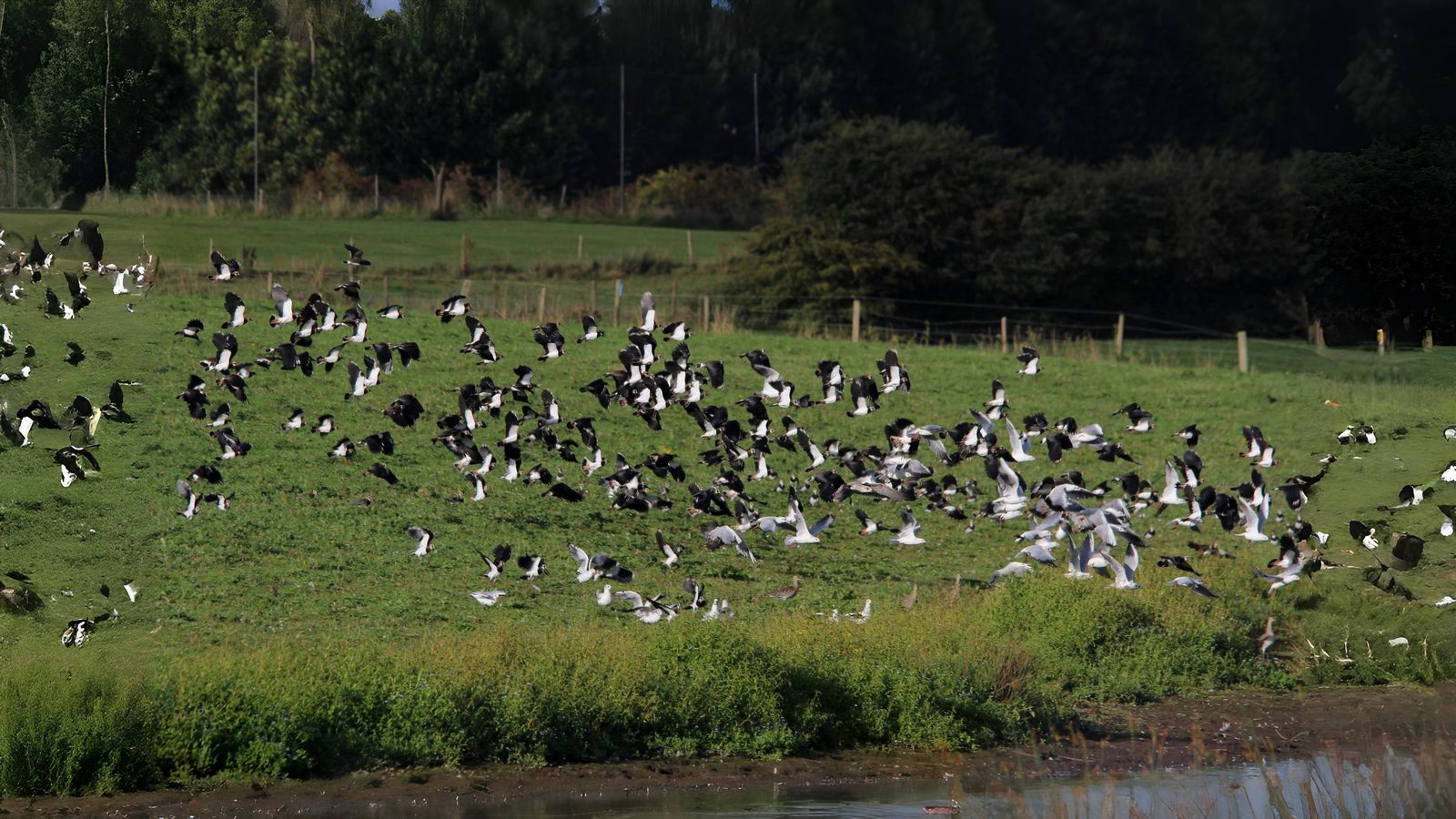11-Aug Feathers and Flocks Section Image