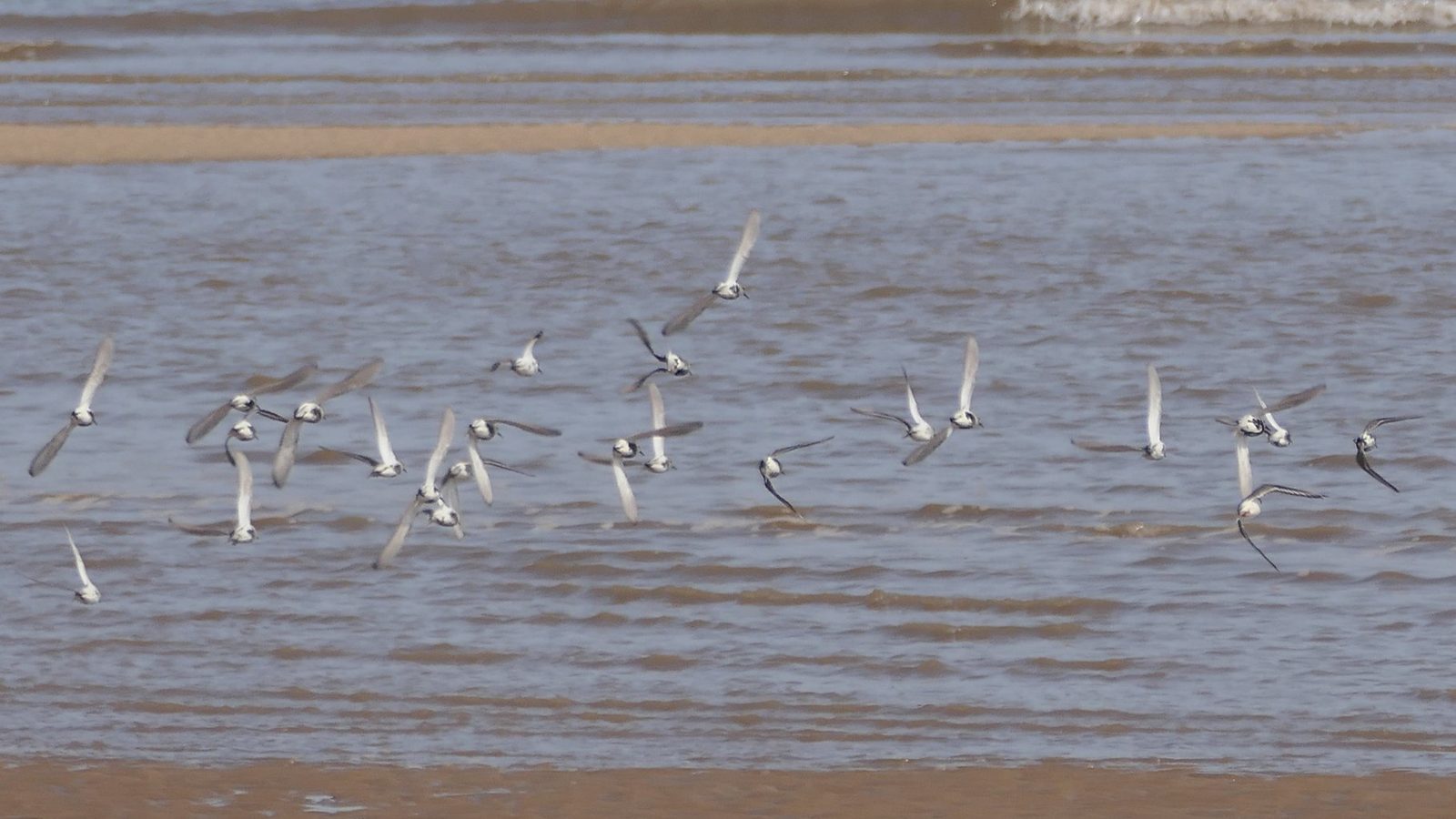 11-Aug Feathers and Flocks Section Image