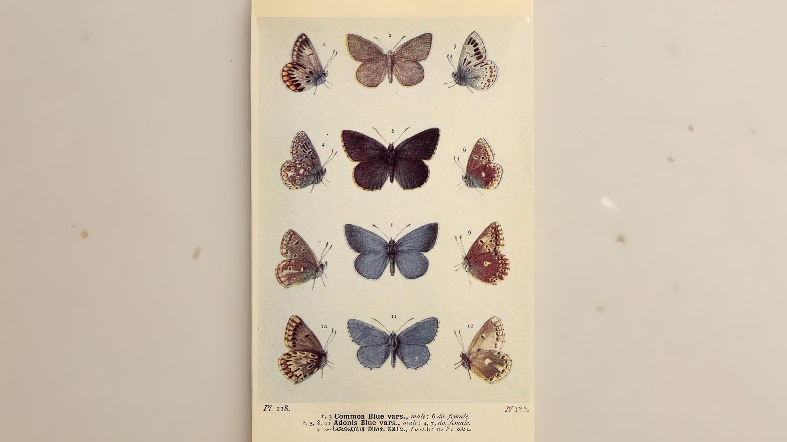 16-Aug Butterfly Season Section Image