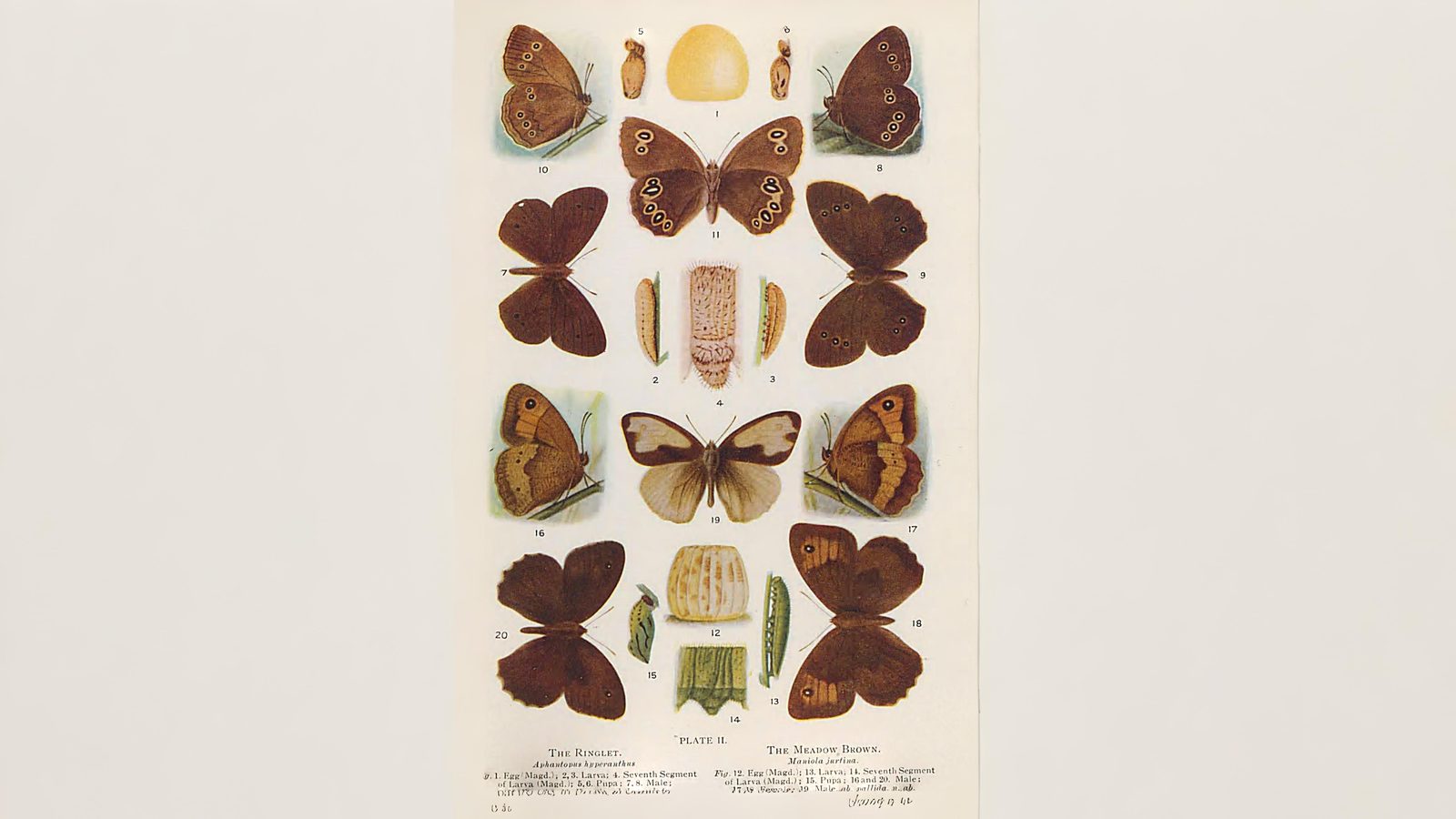 16-Aug Butterfly Season Section Image