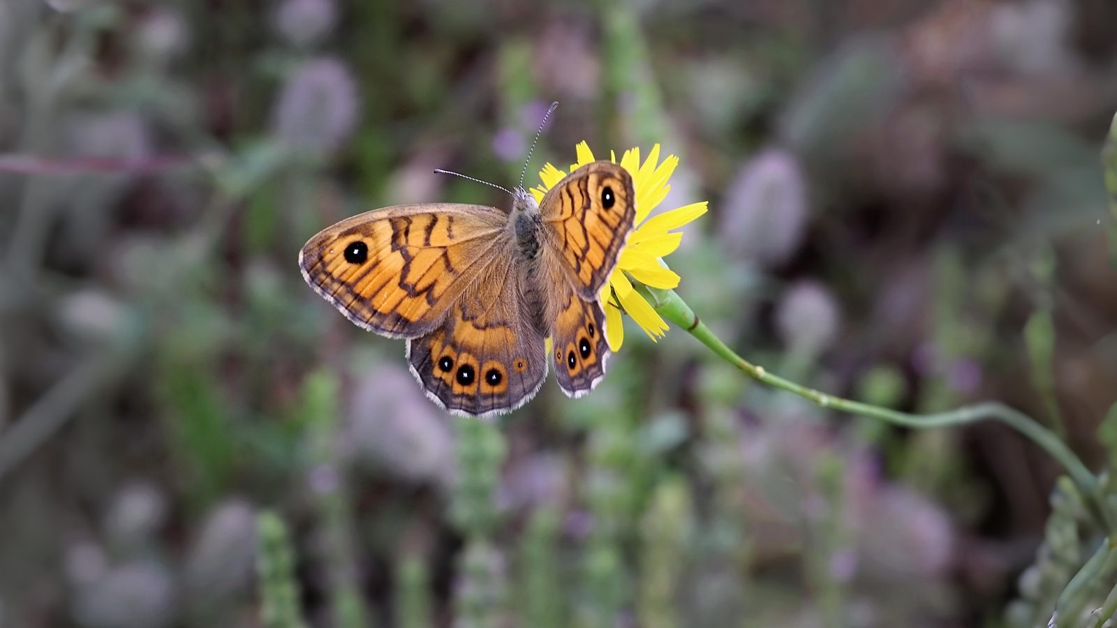 17-Aug Butterfly Courtship Section Image