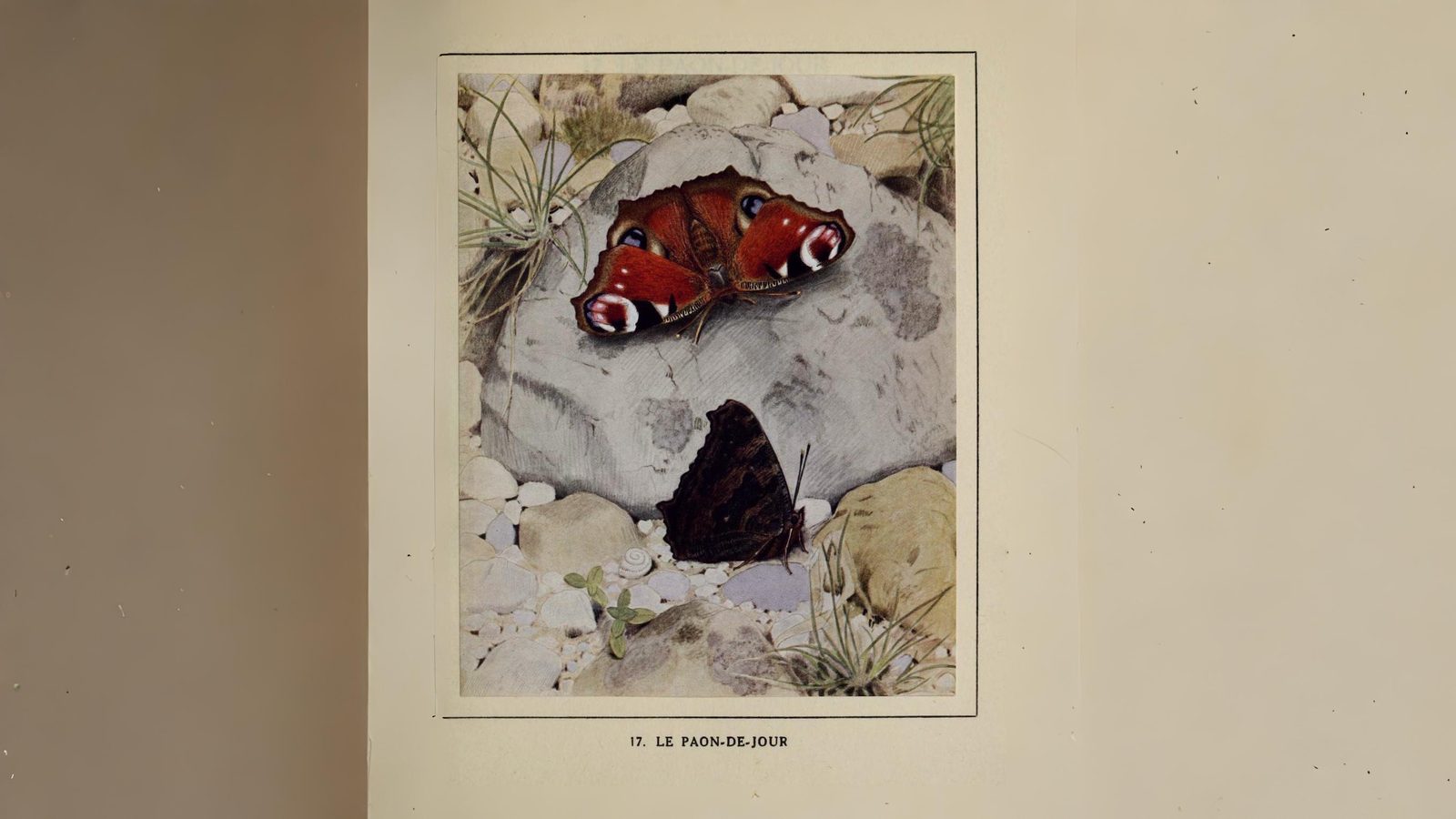 17-Aug Butterfly Courtship Section Image