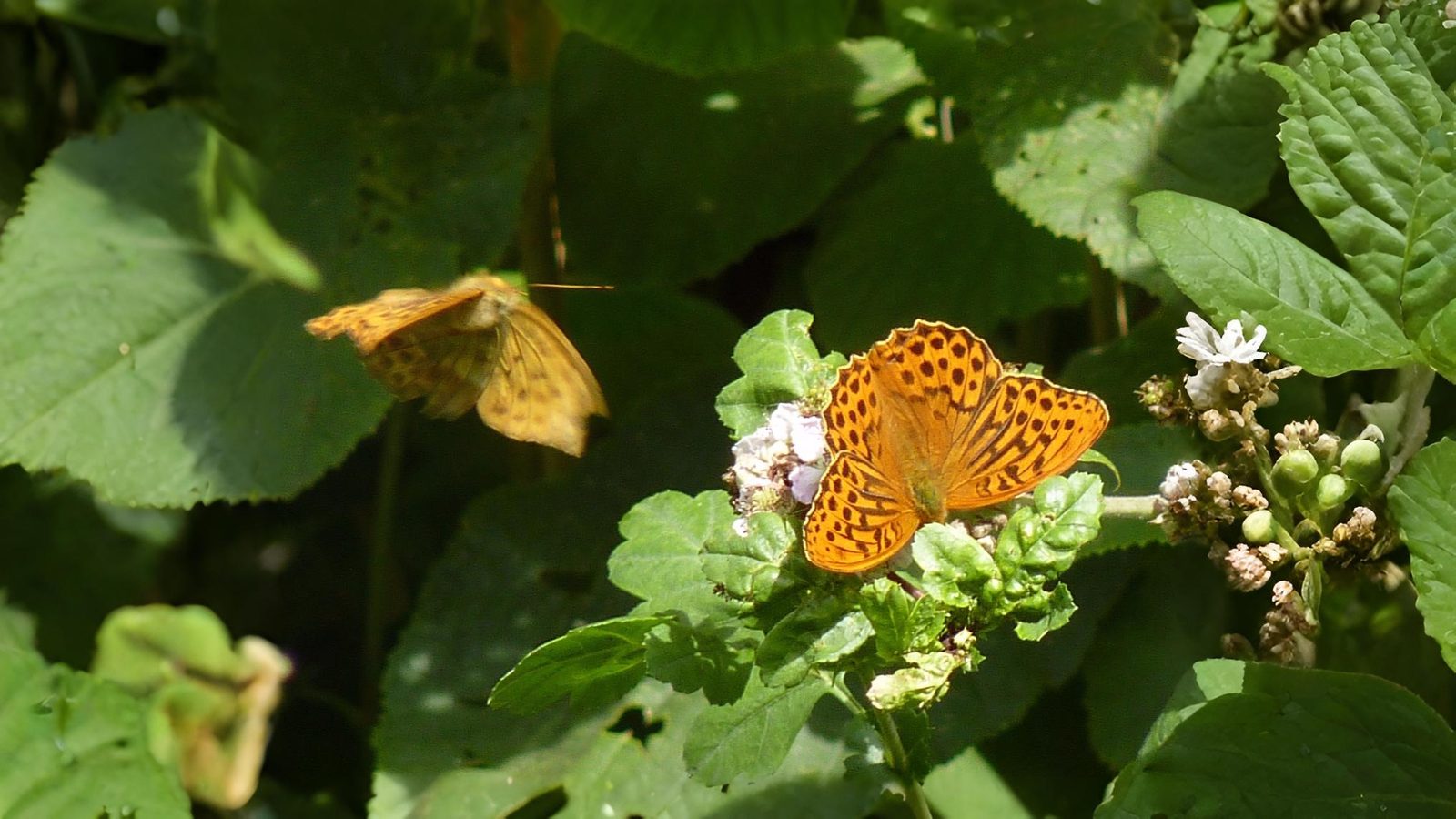 17-Aug Butterfly Courtship Section Image