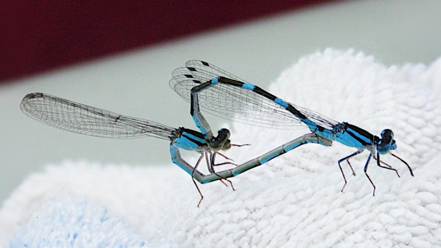 18-Aug The Last Dance of the Dragonflies Section Image