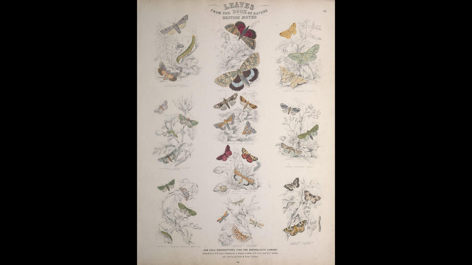 19-Aug Moths of a Summer Night Section Image