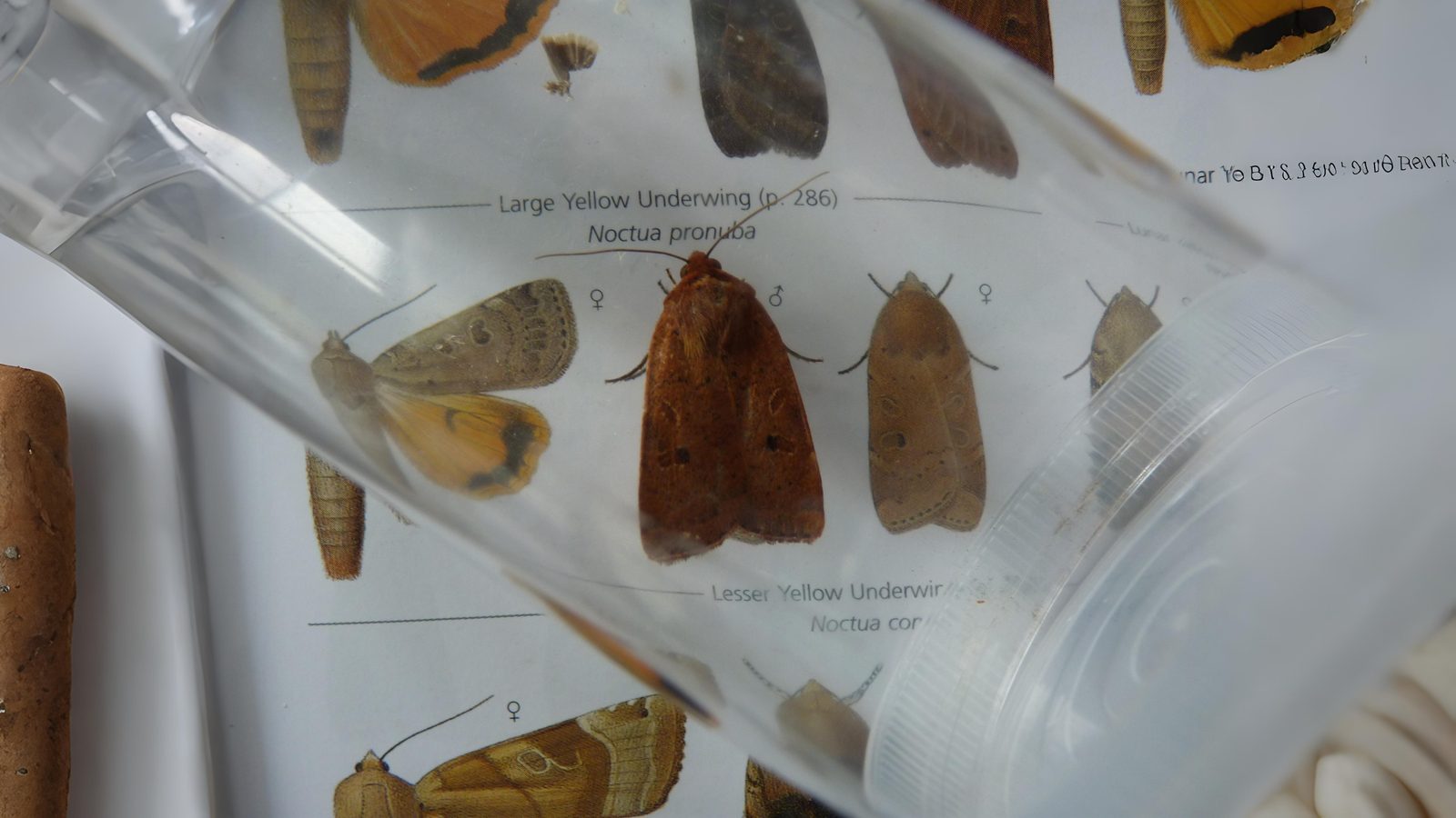 19-Aug Moths of a Summer Night Section Image