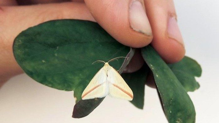 19-Aug Moths of a Summer Night Section Image