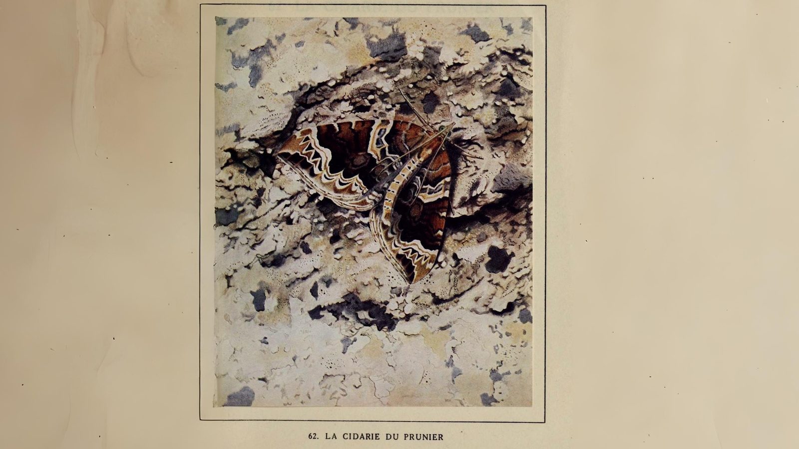 20-Aug Moths of Marsh and Woodland Section Image