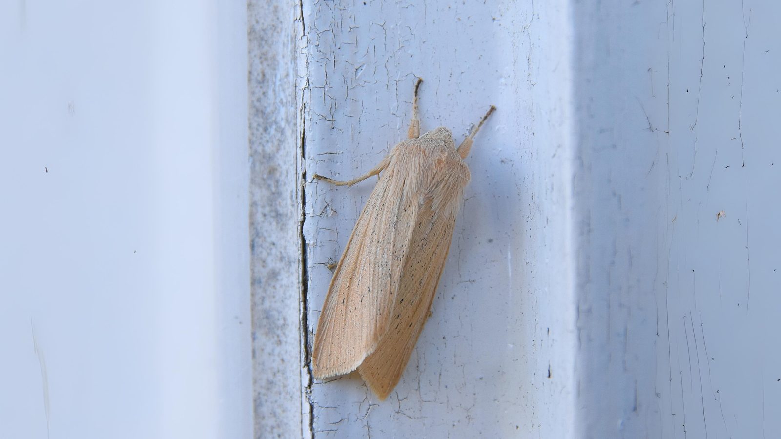 20-Aug Moths of Marsh and Woodland Section Image