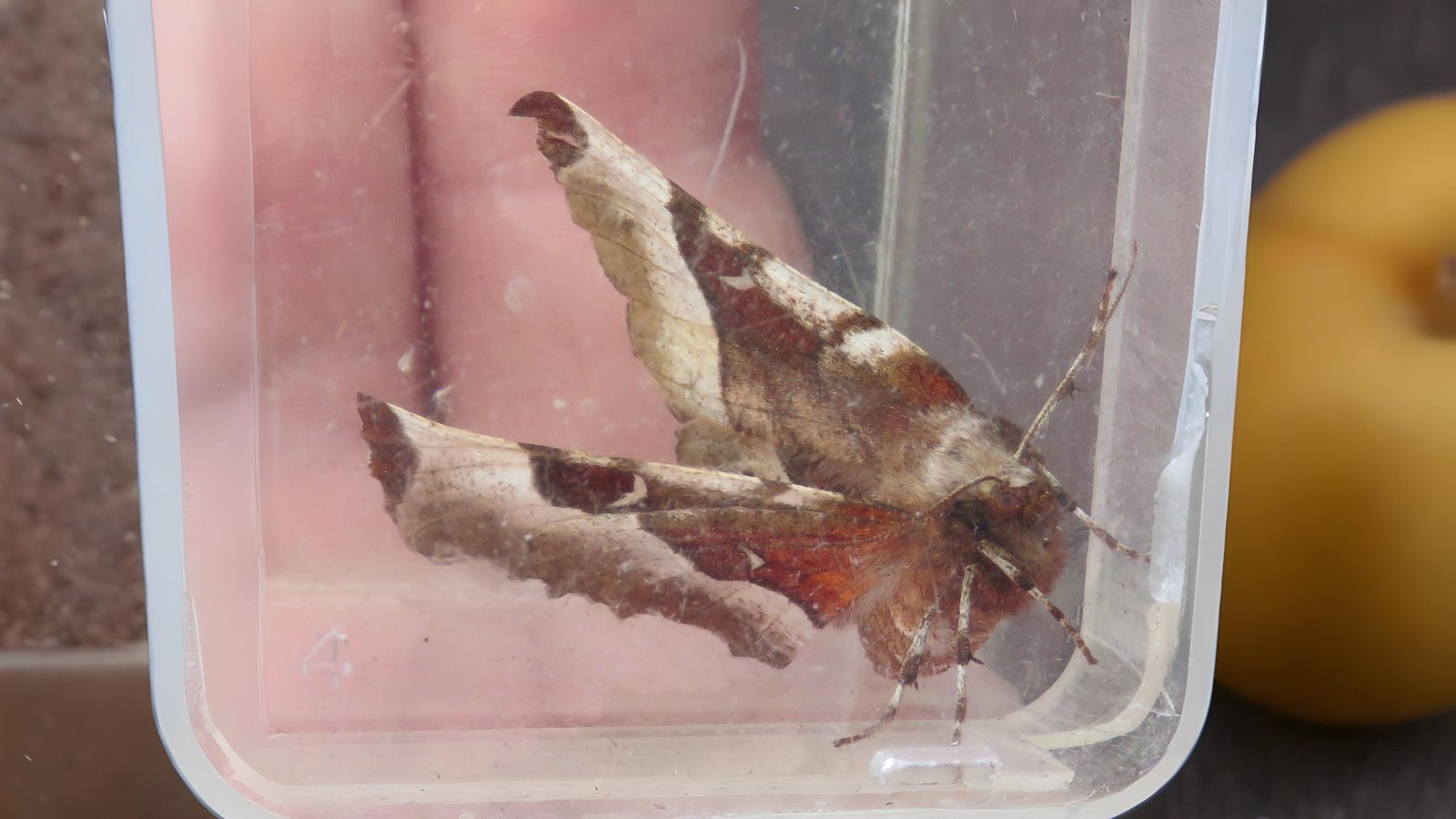 20-Aug Moths of Marsh and Woodland Section Image