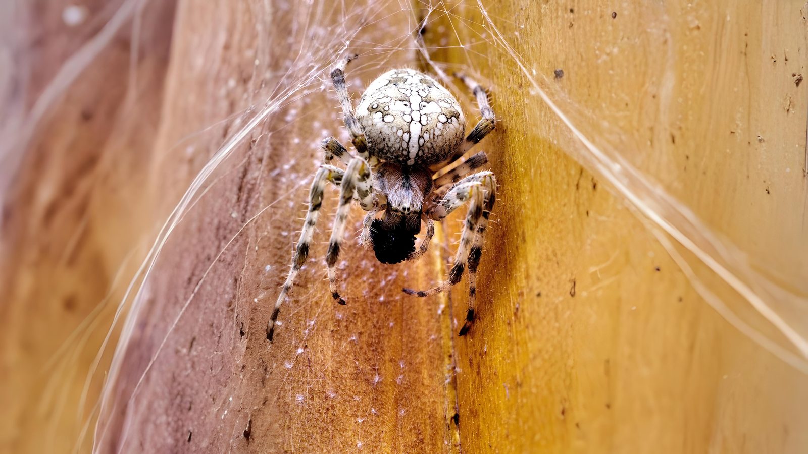 21-Aug The Web Weavers Section Image