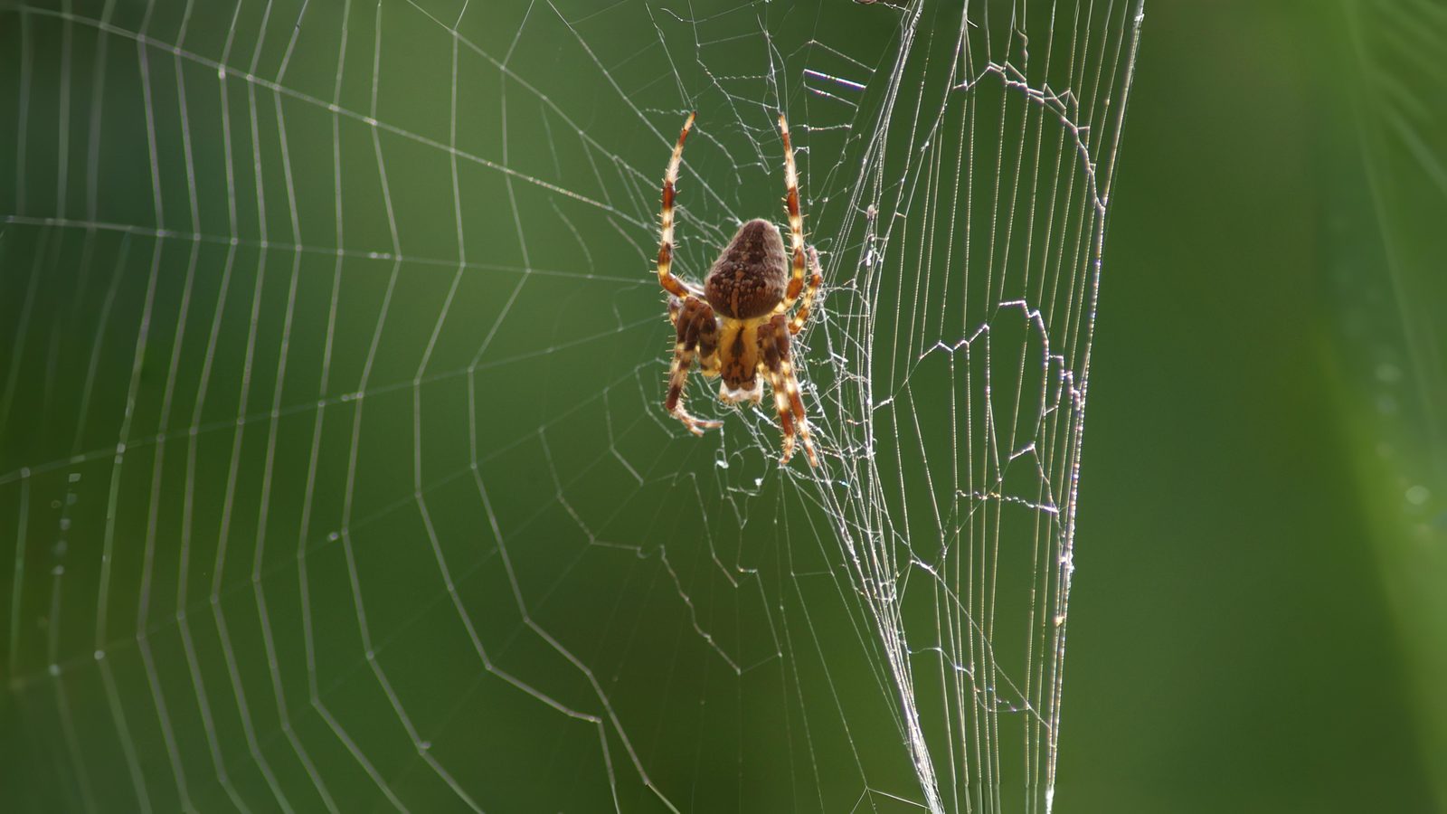 21-Aug The Web Weavers Section Image