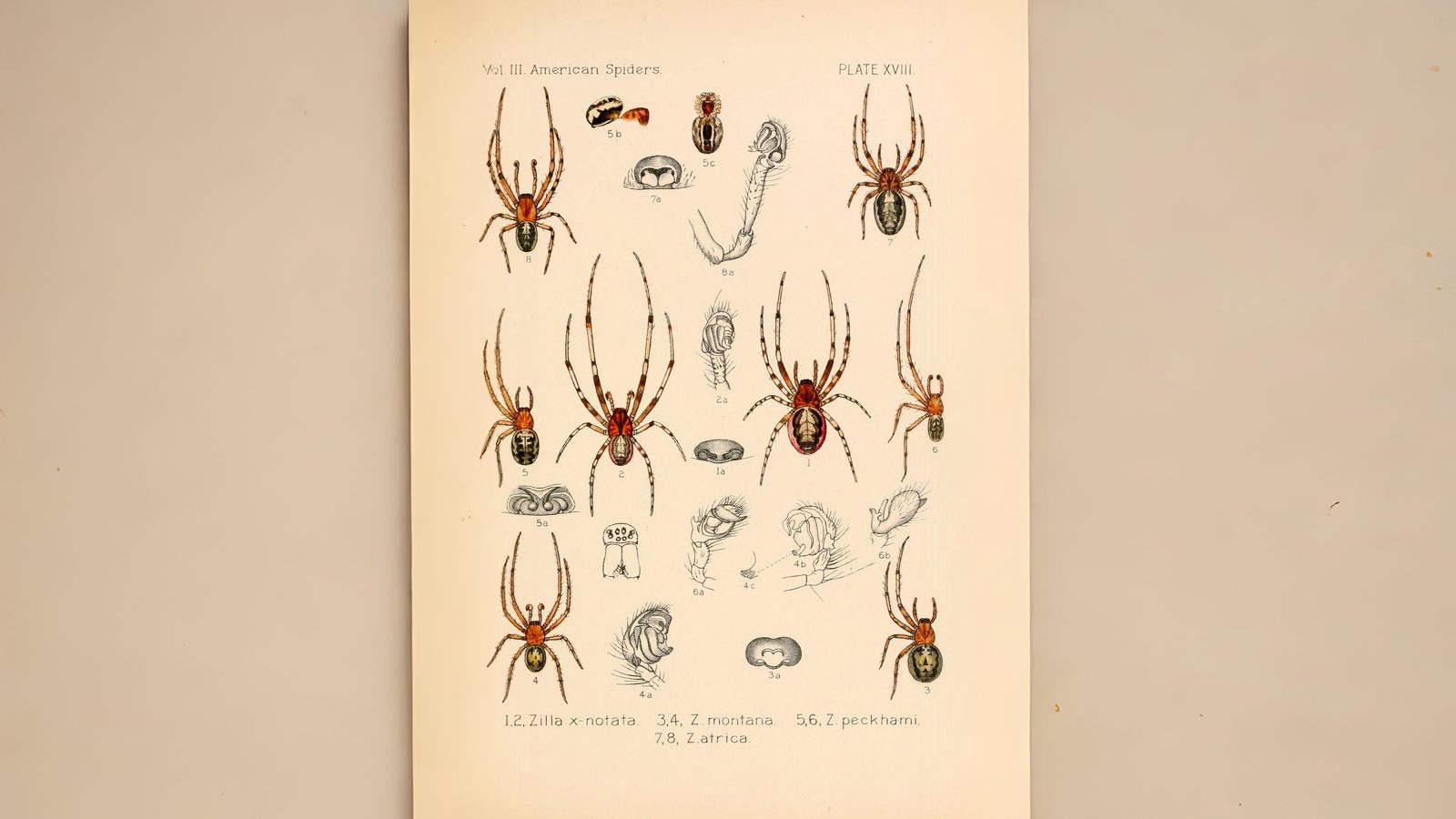 21-Aug The Web Weavers Section Image