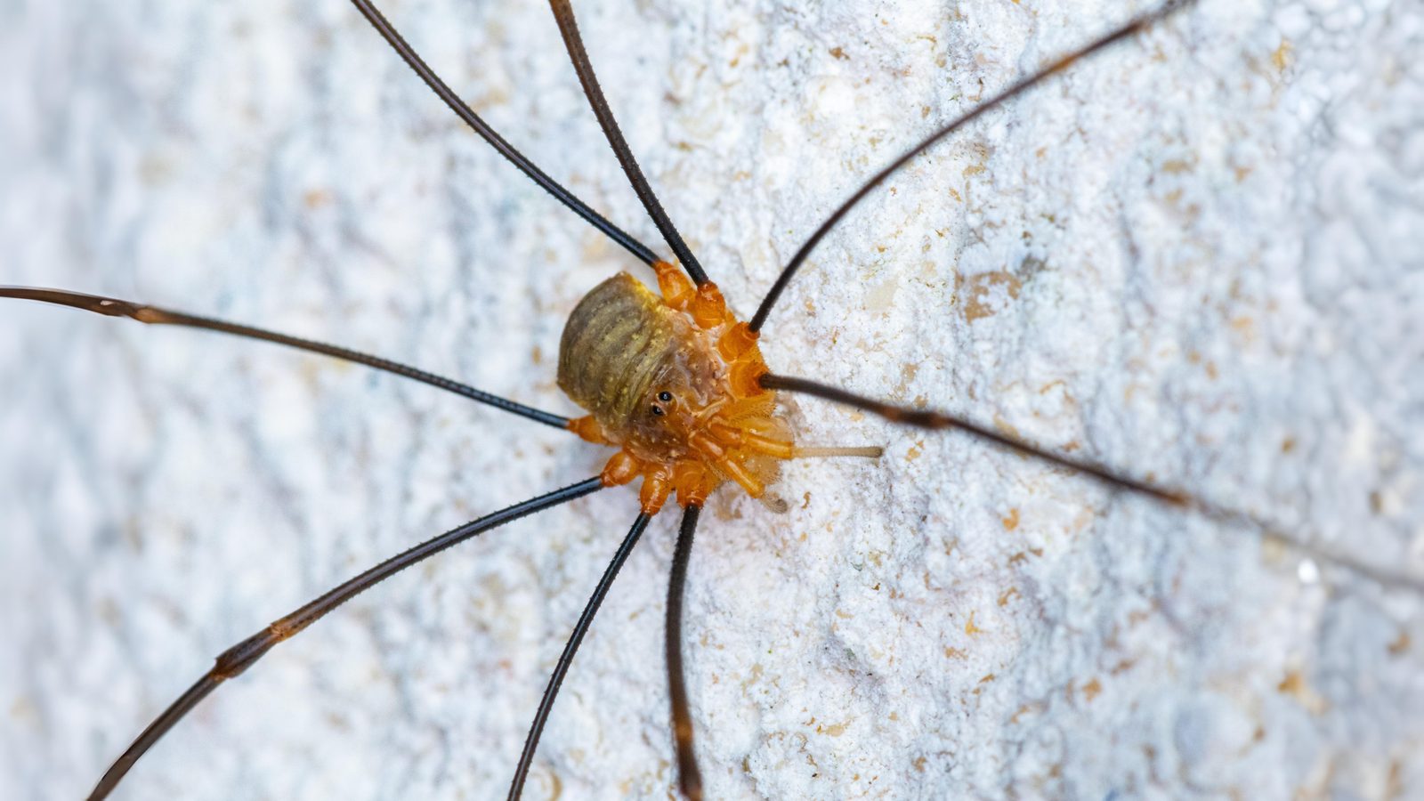 22-Aug August's Hidden Wonders Section Image