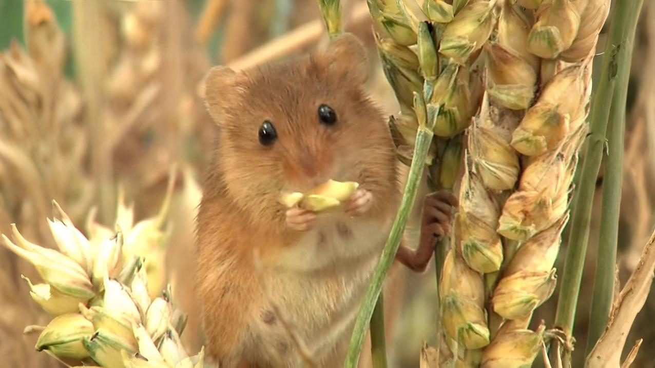 22-Aug August's Hidden Wonders Section Image