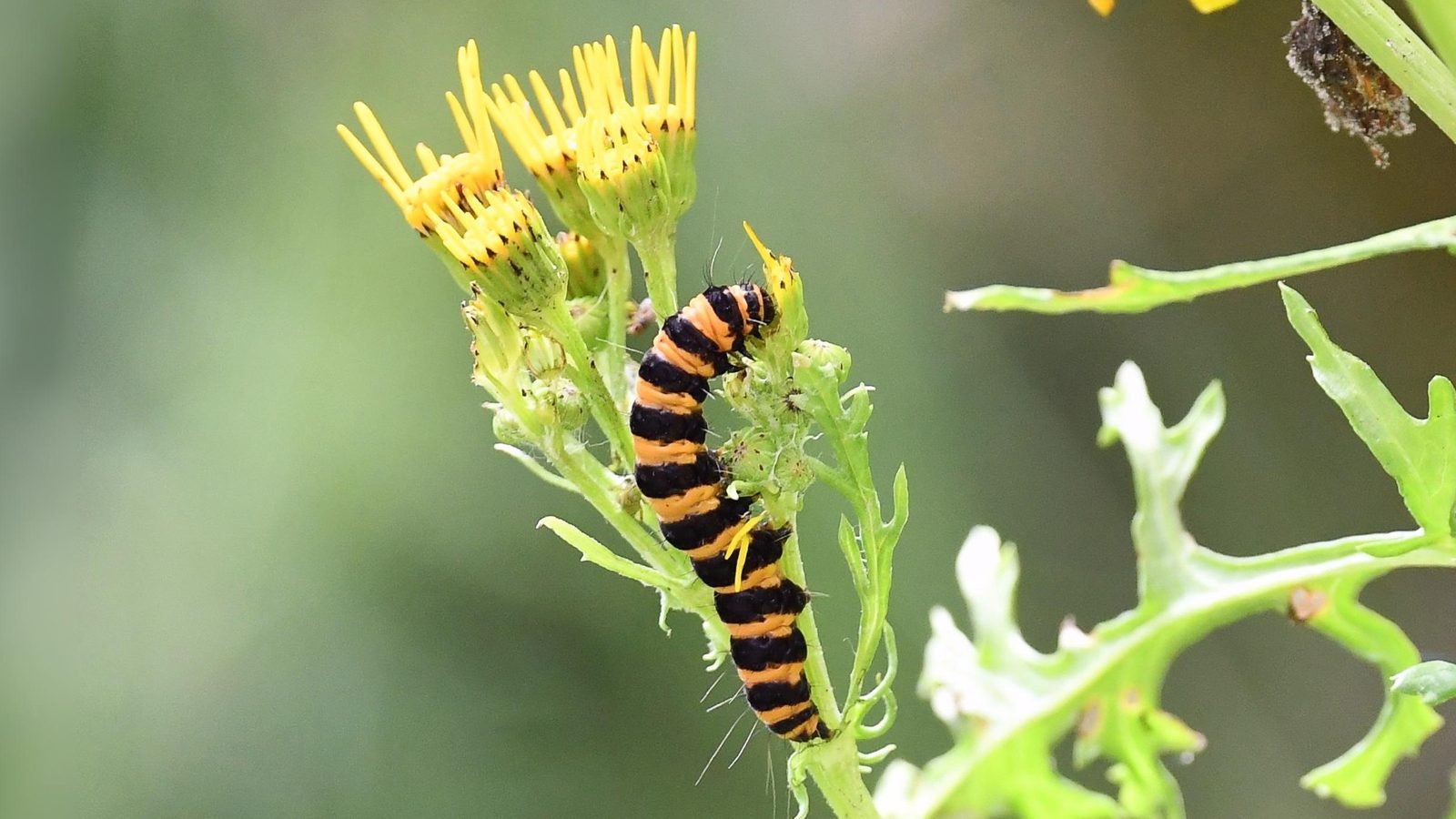22-Aug August's Hidden Wonders Section Image