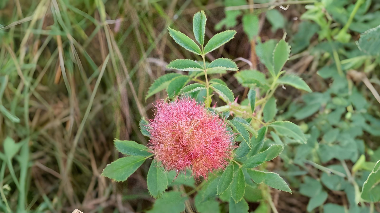 23-Aug The Intricate World of Plant Galls Section Image