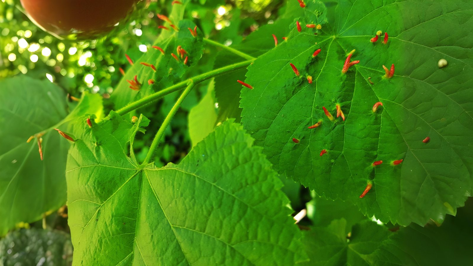 23-Aug The Intricate World of Plant Galls Section Image