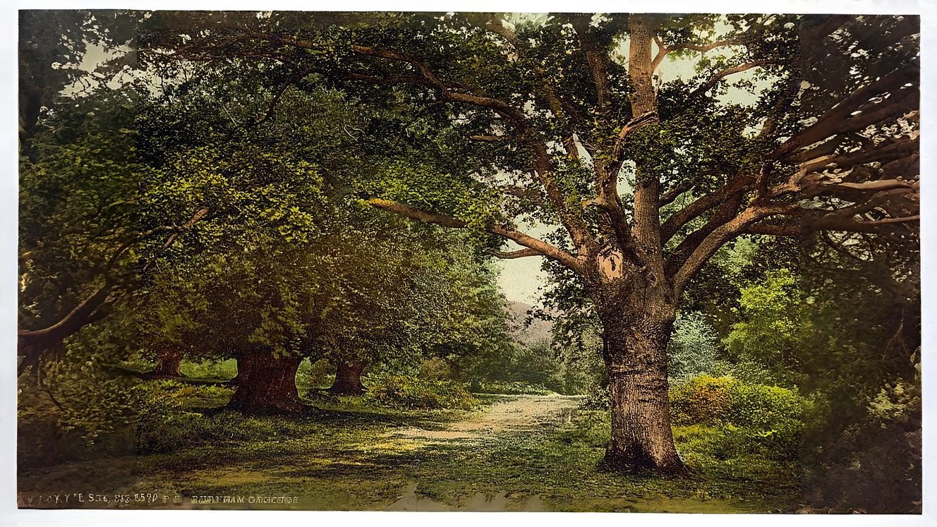 25-Aug August in the Trees Section Image