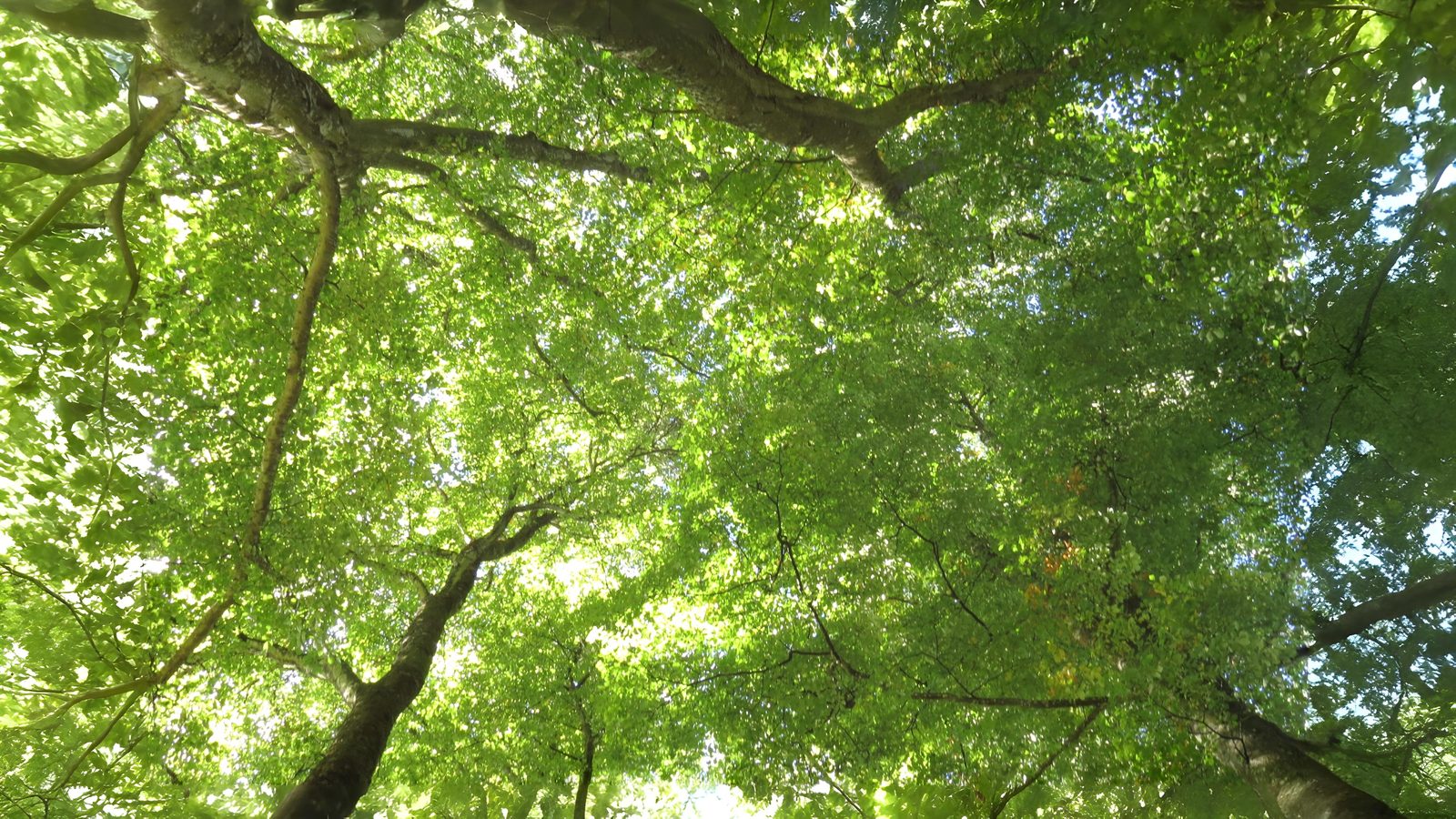 25-Aug August in the Trees Section Image