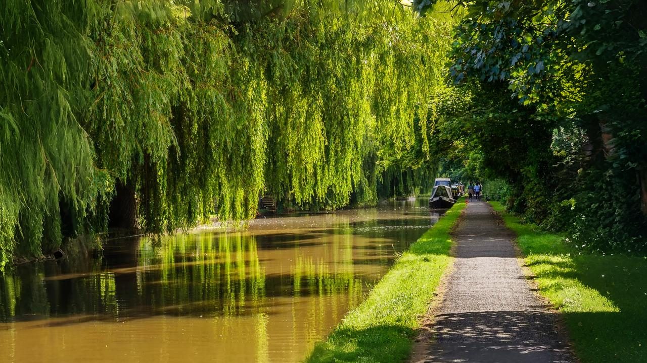 26-Aug Whispers of the Willow Section Image
