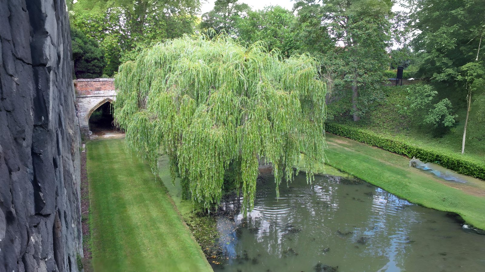 26-Aug Whispers of the Willow Section Image