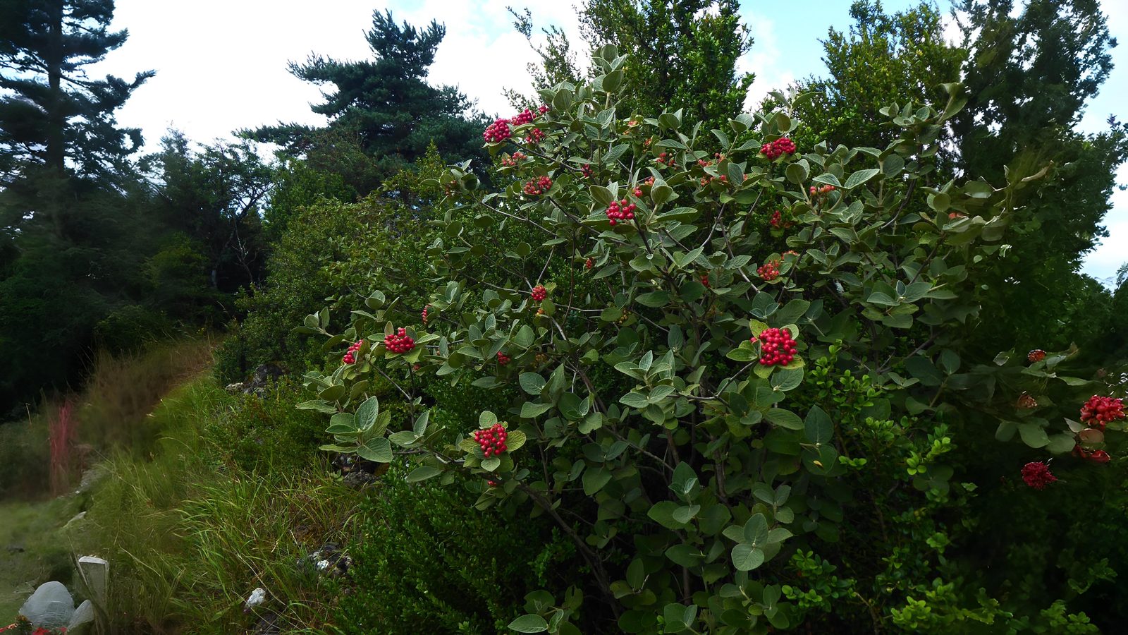 27-Aug The Unsung Shrubs of Summer Section Image