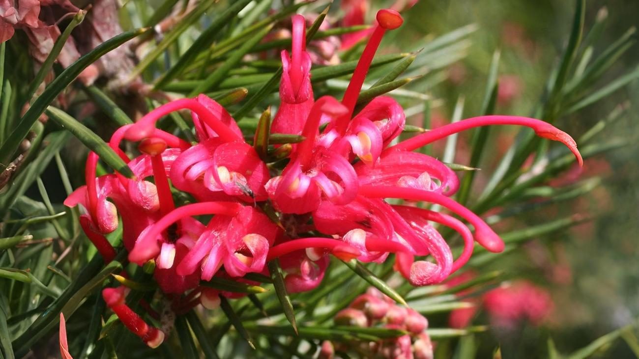 27-Aug The Unsung Shrubs of Summer Section Image
