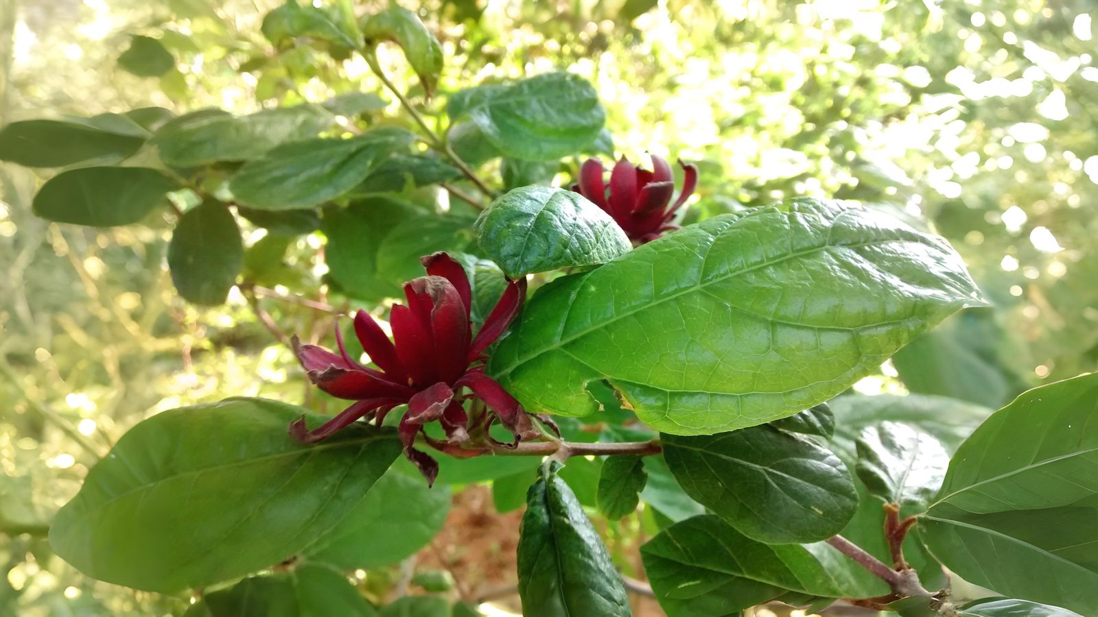 27-Aug The Unsung Shrubs of Summer Section Image