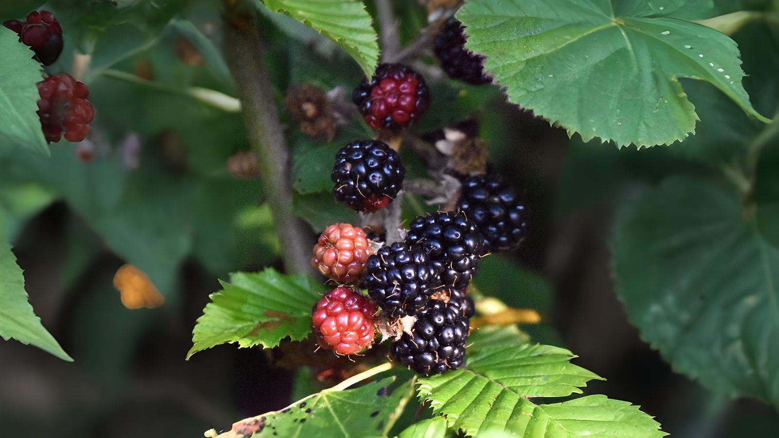 28-Aug August's Bounty of Berries Section Image