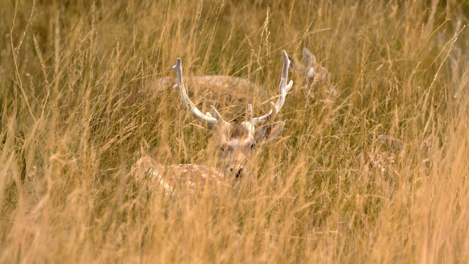 29-Aug August's Animal Encounters Section Image