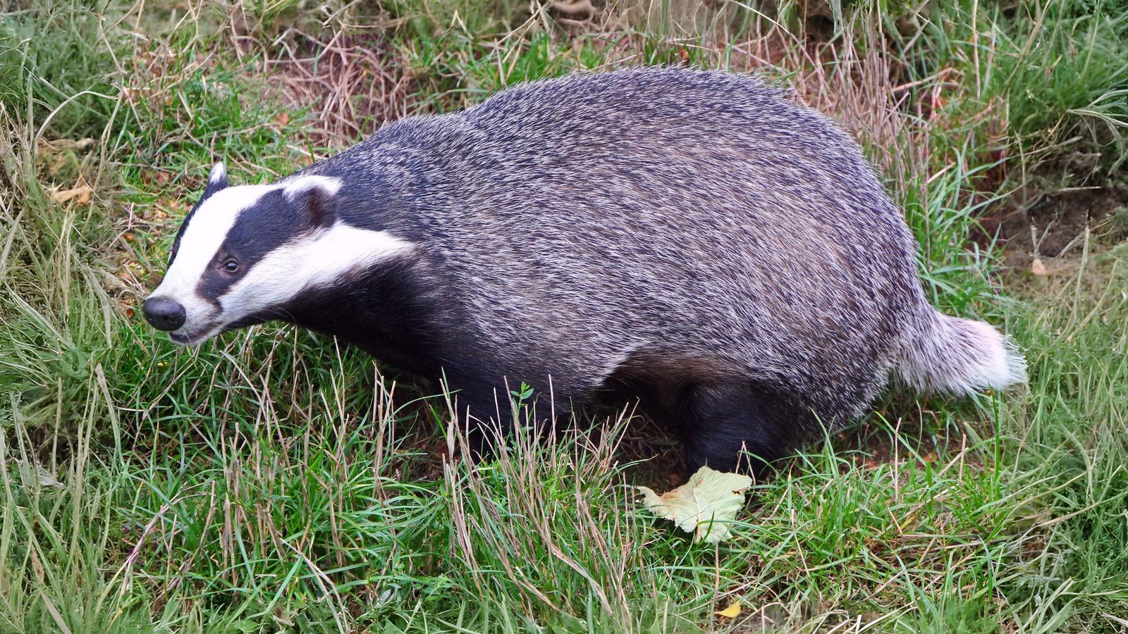 29-Aug August's Animal Encounters Section Image