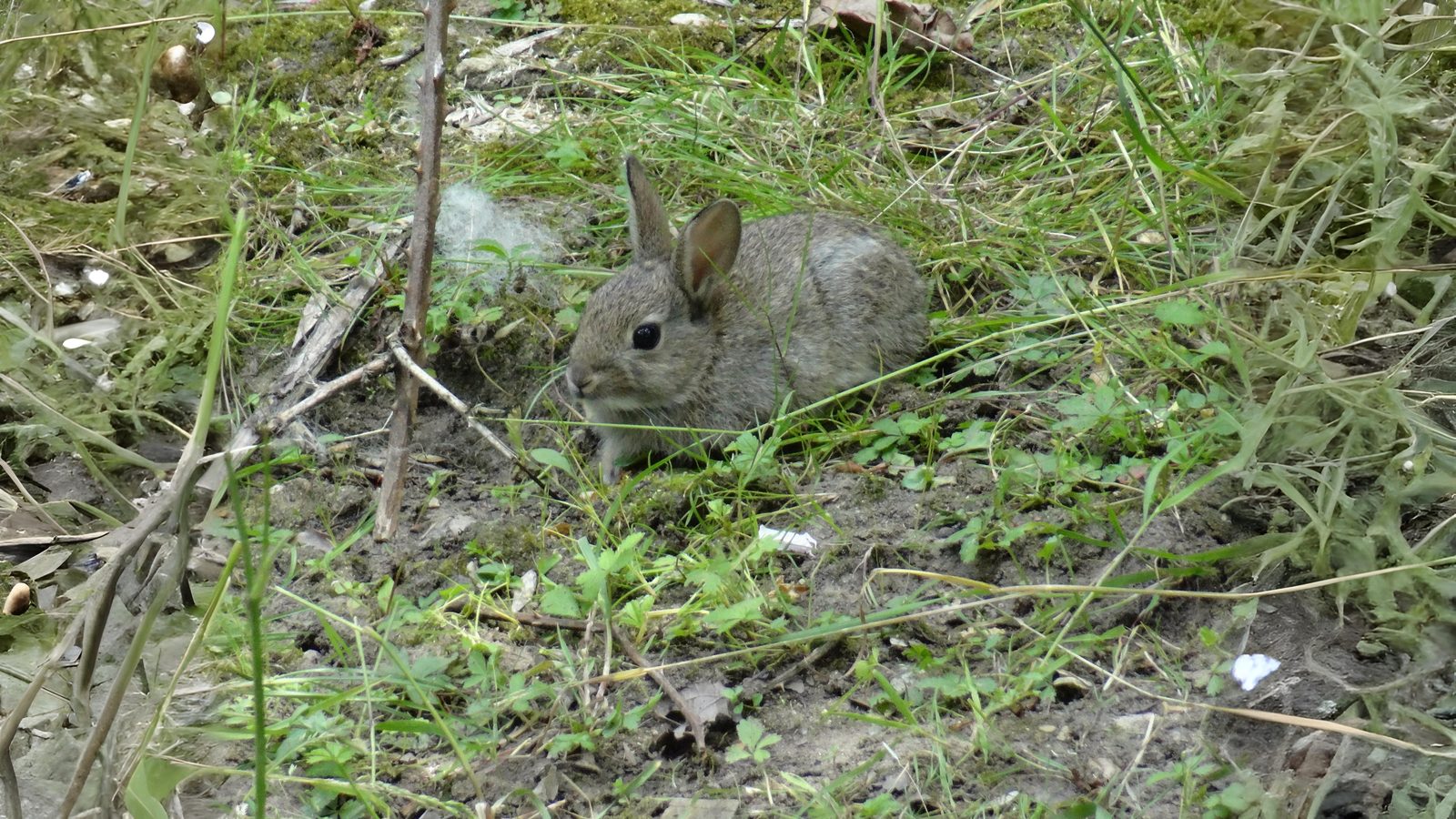30-Aug August's Young Mammals Section Image