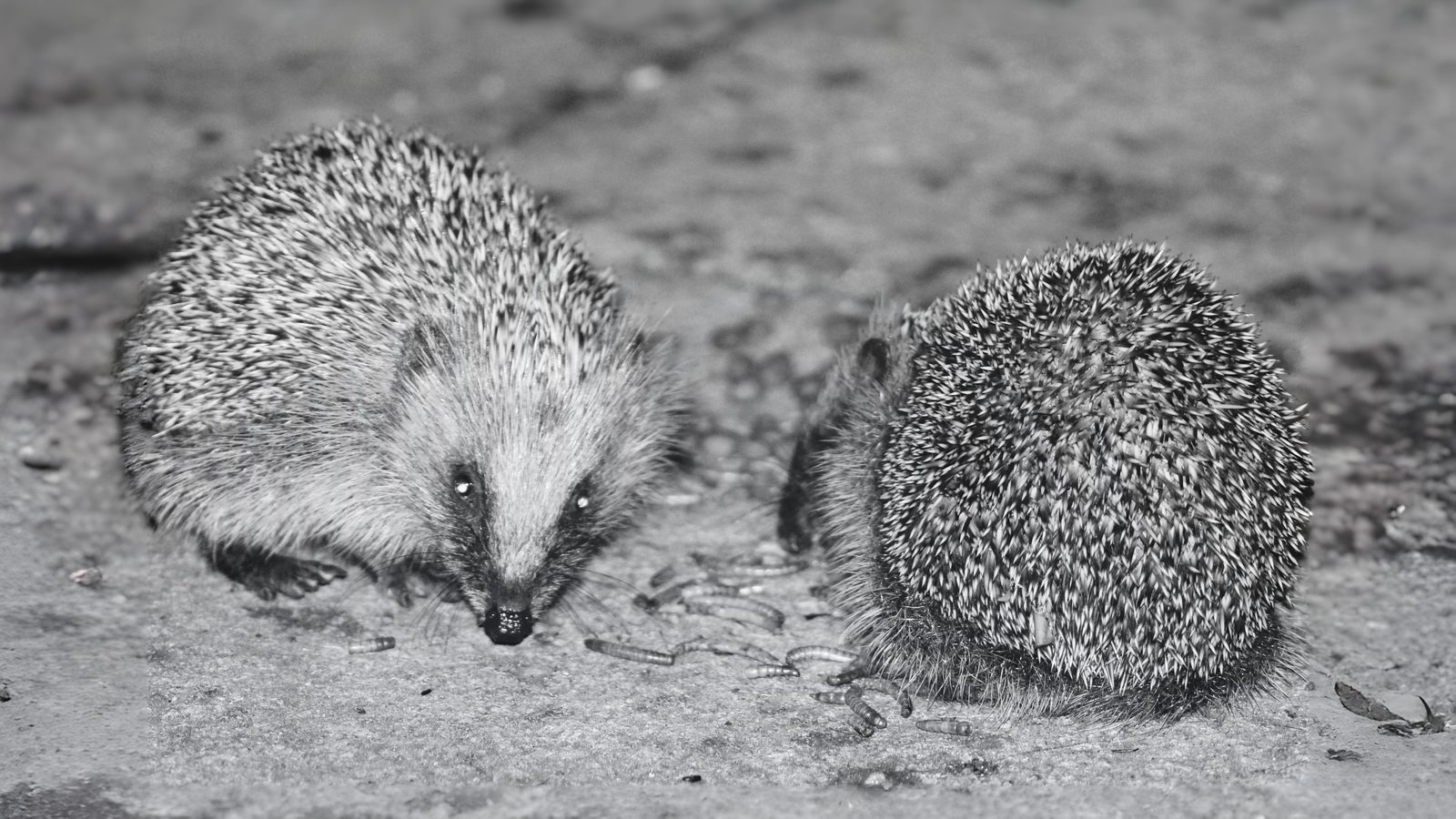 30-Aug August's Young Mammals Section Image
