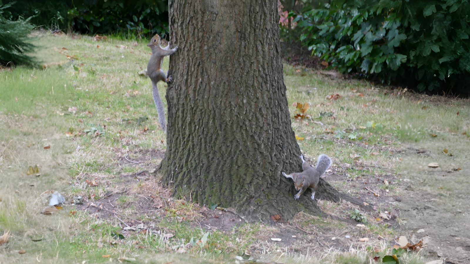 30-Aug August's Young Mammals Section Image