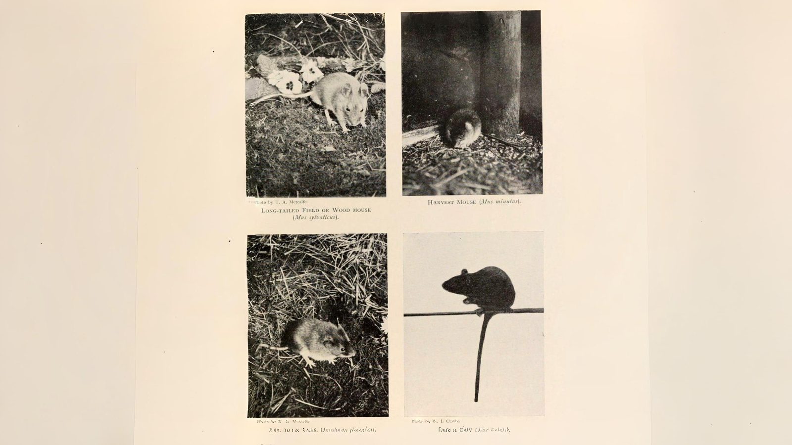 30-Aug August's Young Mammals Section Image