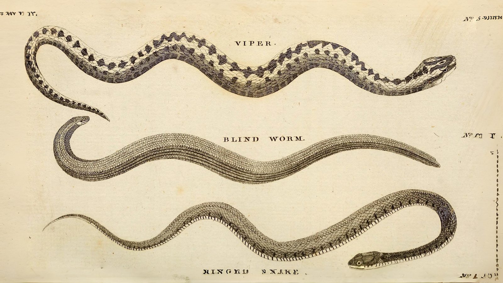 31-Aug August's Reptiles and Amphibians: A World of Minatures Section Image