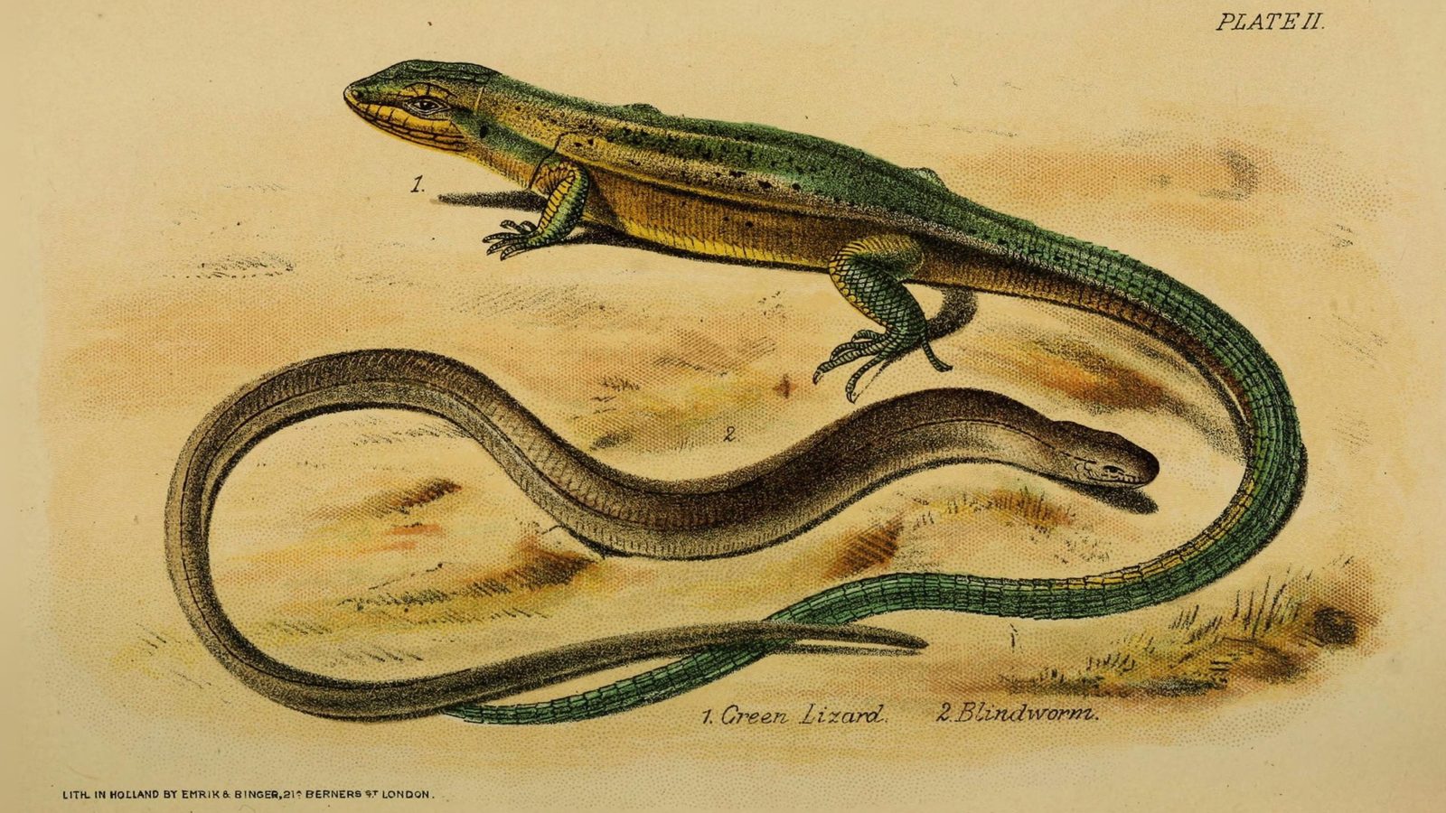 31-Aug August's Reptiles and Amphibians: A World of Minatures Section Image