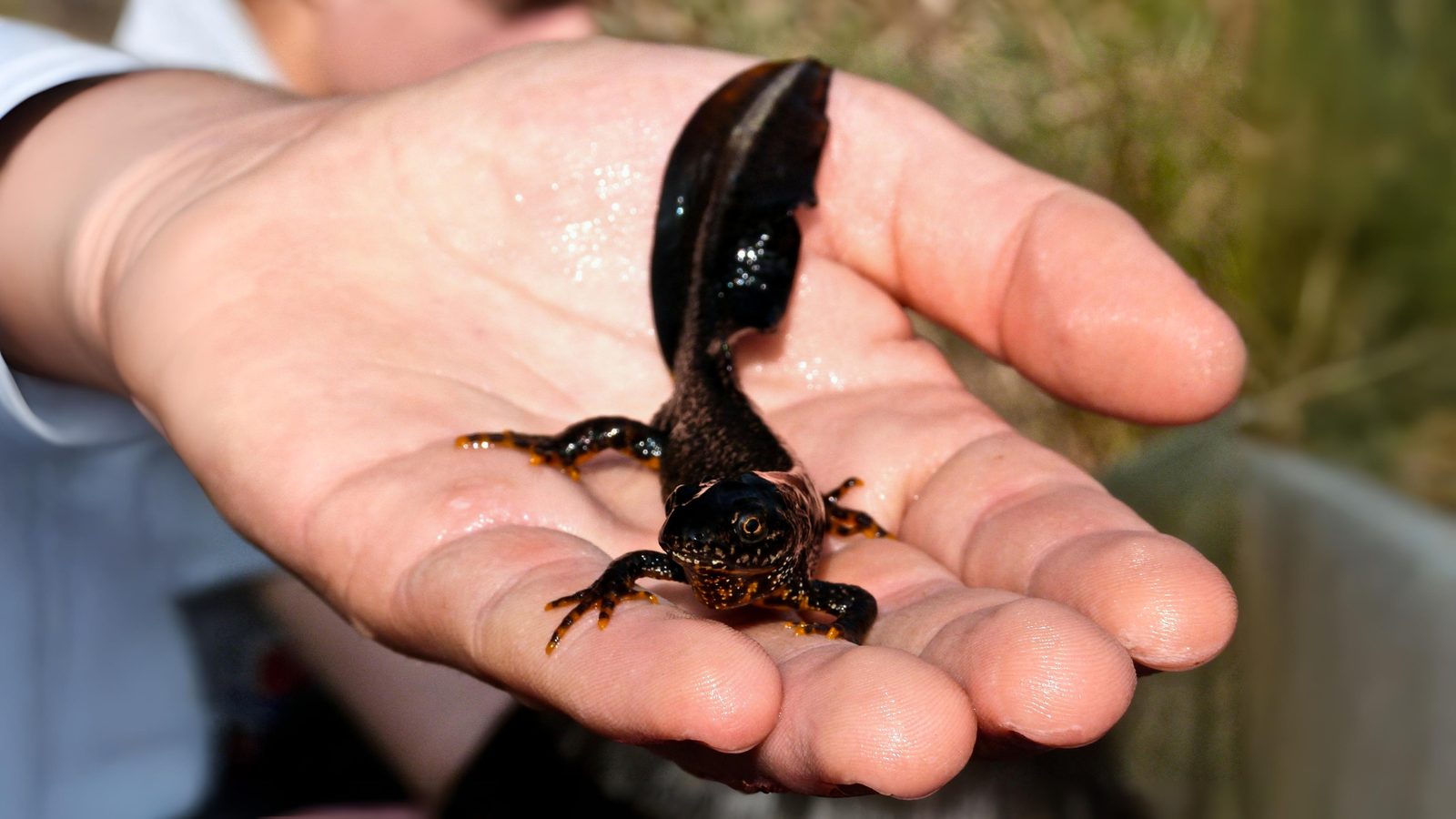 31-Aug August's Reptiles and Amphibians: A World of Minatures Section Image