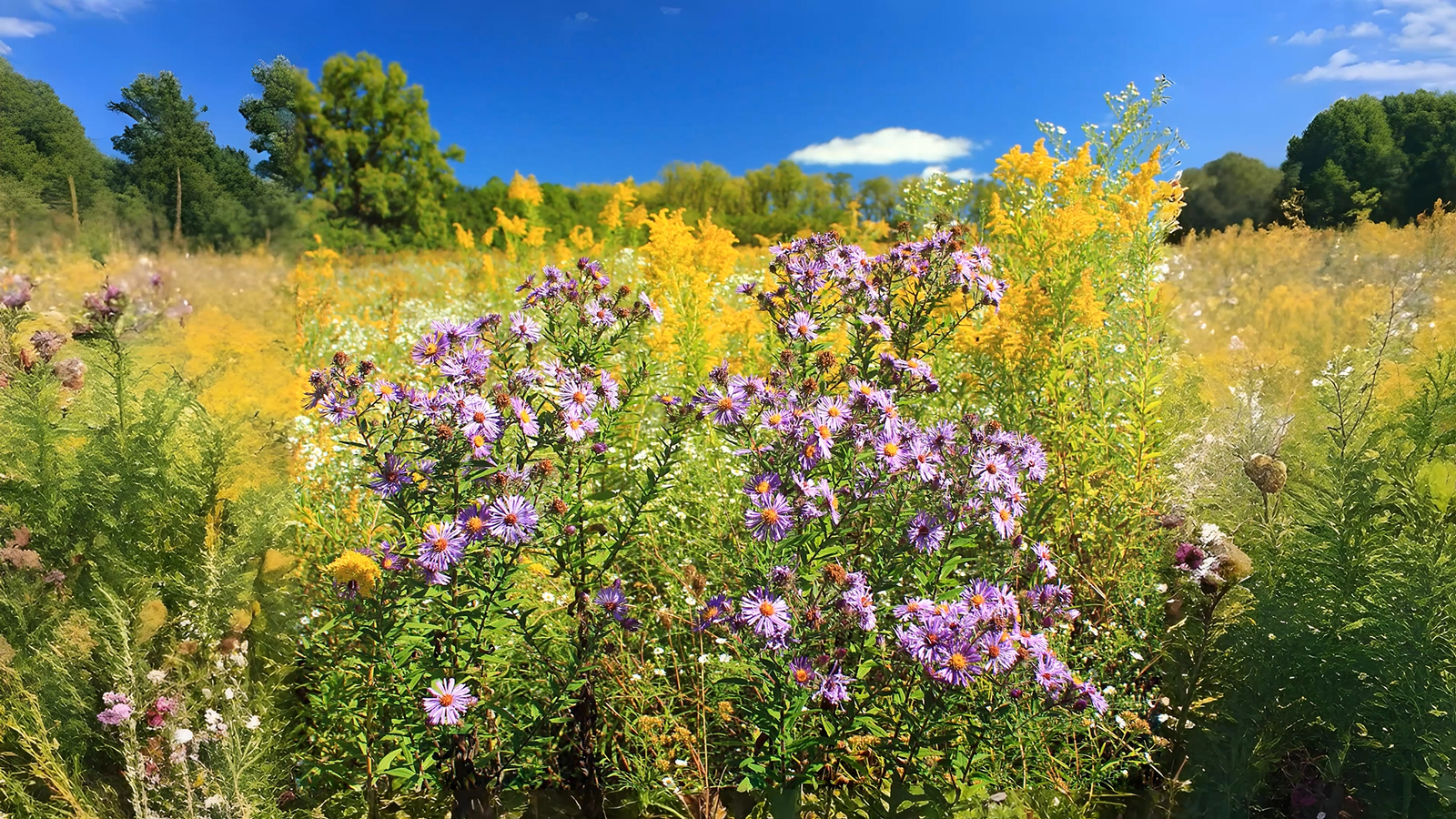 02-Sept September’s Secret Blooms Section Image