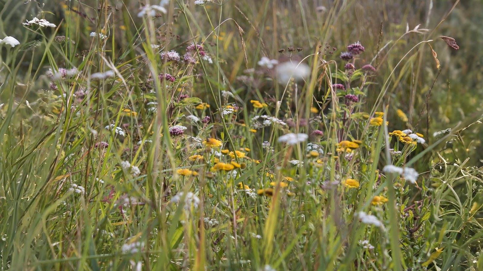 02-Sept September’s Secret Blooms Section Image