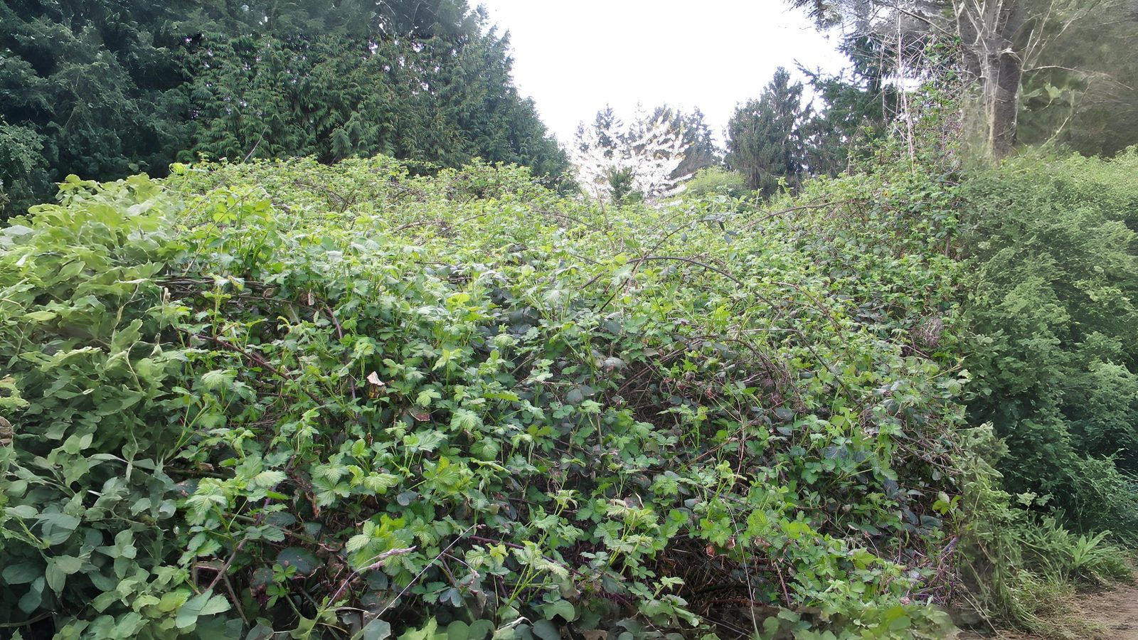 05-Sept Secrets of the Hedgerow Section Image