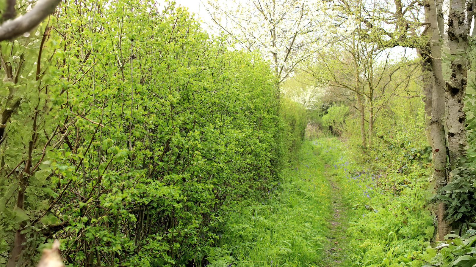 05-Sept Secrets of the Hedgerow Section Image