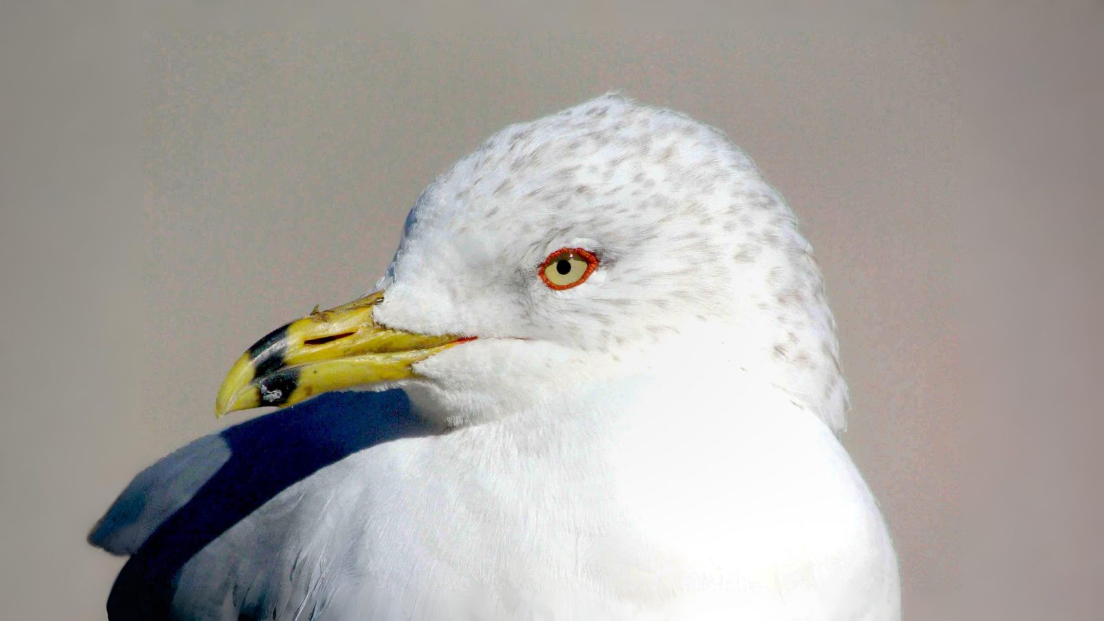 07-Sept Flocks in Flight Section Image