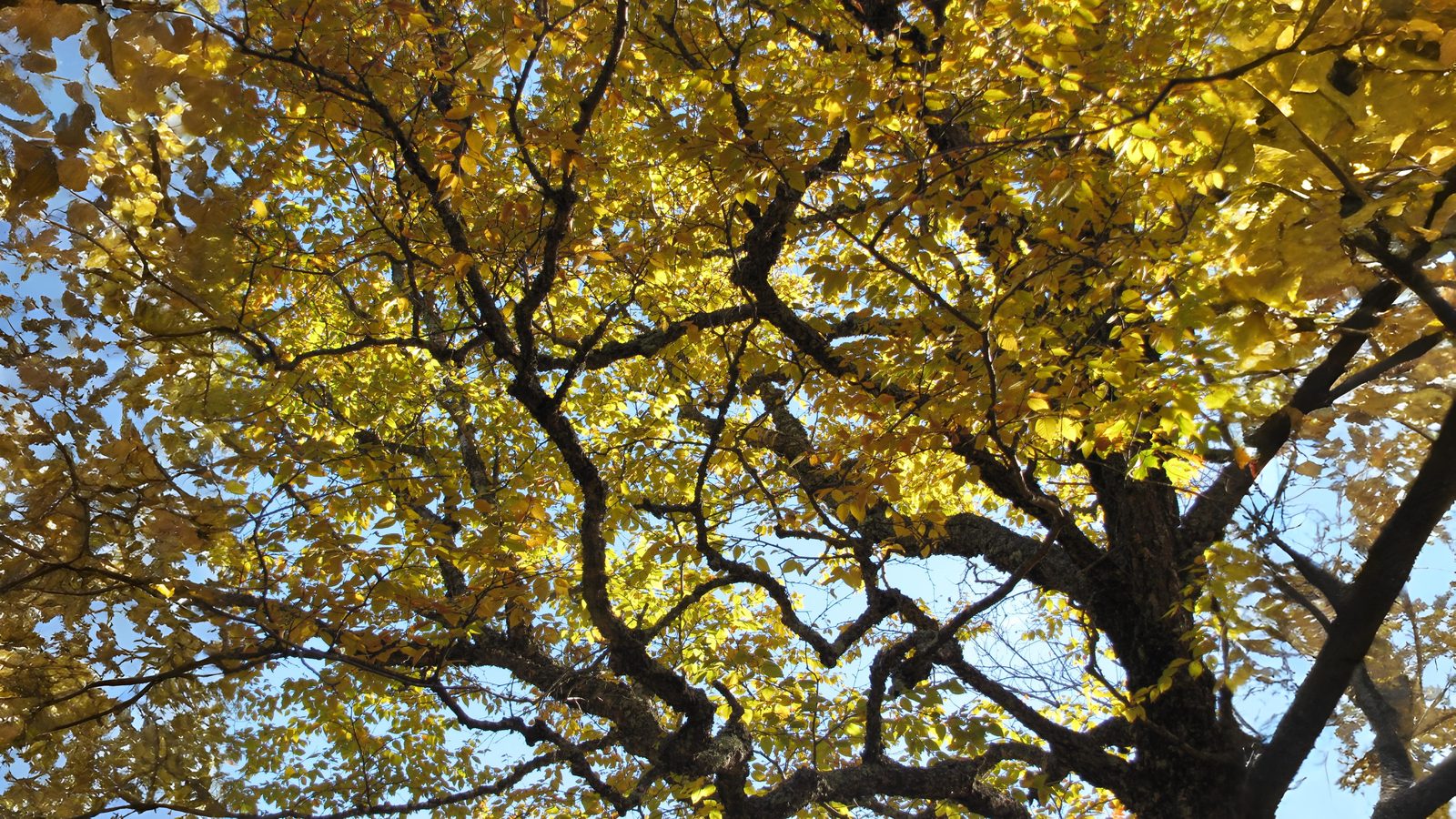 10-Sept September’s Shifting Shades Section Image